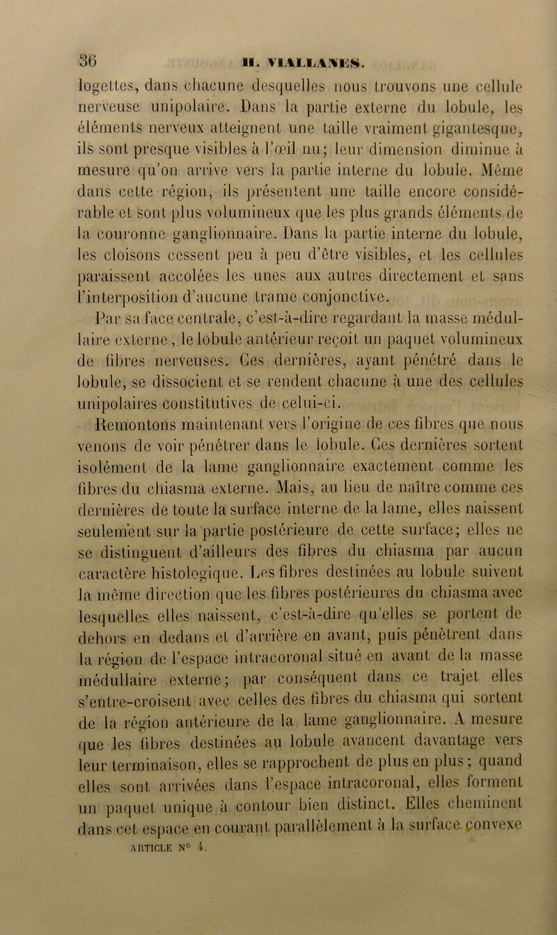 logettcs, dans chacune desquelles nous trouvons une cellule nerveuse unipolaire. Dans la partie externe du lobule, les éléments nerveux atteignent une taille vraiment gigantesque, ils sont presque visibles à l’œil nu; leur dimension diminue à mesure qu’on arrive vers la partie interne du lobule. Même dans cette région, ils présentent une taille encore considé- rable et sont plus volumineux que les plus grands éléments de la couronne ganglionnaire. Dans la partie interne du lobule, les cloisons cessent peu à peu d’être visibles, et les cellules paraissent accolées les unes aux autres directement et sans l’interposition d’aucune trame conjonctive. Par sa face centrale, c’est-à-dire regardant la masse médul- laire externe, le lobule antérieur reçoit un paquet volumineux de fibres nerveuses. Ces dernières, ayant pénétré dans le lobule, se dissocient et se rendent chacune à une des cellules unipolaires constitutives de celui-ci. Remontons maintenant vers l’origine de ces fibres que nous venons de voir pénétrer dans le lobule. Ces dernières sortent isolément de la lame ganglionnaire exactement comme les fibres du chiasma externe. Mais, au lieu de naître comme ces dernières de toute la surface interne de la lame, elles naissent seulement sur la partie postérieure de cette surface; elles ne se distinguent d’ailleurs des fibres du chiasma par aucun caractère histologique. Les fibres destinées au lobule suivent la même direction que les fibres postérieures du chiasma avec lesquelles elles naissent, c’est-à-dire quelles se portent de dehors en dedans et d’arrière en avant, puis pénètrent dans la région de l’espace intracoronal situé en avant de la masse médullaire externe; par conséquent dans ce trajet elles s’entre-croisent avec celles des fibres du chiasma qui sortent de la région antérieure de la lame ganglionnaire. A mesure que les fibres destinées au lobule avancent davantage vers leur terminaison, elles se rapprochent de plus en plus ; quand elles sont arrivées dans l’espace intracoronal, elles loi ment un paquet unique à contour bien distinct. Elles cheminent dans cet espace en courant parallèlement a la surface convexe