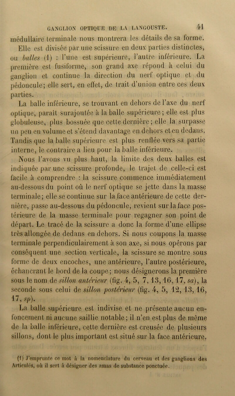 médullaire terminale nous montrera les détails de sa forme. Elle est divisée par une scissure en deux parties distinctes, ou balles (I) : l’une est supérieure, l’autre inférieure. La première est fusiforme, son grand axe répond à celui du ganglion et continue la direction du nerf optique et du pédoncule; elle sert, en effet, de trait d’union entre ces deux parties. La balle inférieure, se trouvant en dehors de l’axe du nerf optique, paraît surajoutée à la balle supérieure; elle est plus globuleuse, plus bossuée que cette dernière ; elle la surpasse un peu en volume et s’étend davantage en dehors et en dedans. Tandis que la balle supérieure est plus renflée vers sa partie interne, le contraire a lieu pour la balle inférieure. Nous l’avons vu plus haut, la limite des deux balles est indiquée par une scissure profonde, le trajet de celle-ci est facile à comprendre : la scissure commence immédiatement au-dessous du point où le nerf optique se jette dans la masse terminale; elle se continue sur la face antérieure de cette der- nière, passe au-dessous du pédoncule, revient sur la face pos- térieure de la masse terminale pour regagner son point de départ. Le tracé de la scissure a donc la forme d’une ellipse très allongée de dedans en dehors. Si nous coupons la masse terminale perpendiculairement à son axe, si nous opérons par conséquent une section verticale, la scissure se montre sous forme de deux encoches, une antérieure, l’autre postérieure, échancrant le bord de la coupe; nous désignerons la première sous le nom de sillon antérieur (fig. 4, 5, 7,13,16,17, sa), la seconde sous celui de sillon postérieur (fig. 4, 5, lü2, 13,16, 17, sp). La balle supérieure est indivise et ne présente aucun en- foncement ni aucune saillie notable; il n’en est plus de même de la balle inférieure, cette dernière est creusée de plusieurs sillons, dont le plus important est situé sur la face antérieure. (1) .l’emprunte ce mot à la nomenclature du cerveau et des ganglions des Articulés, où il sert à désigner des amas de substance ponctuée.