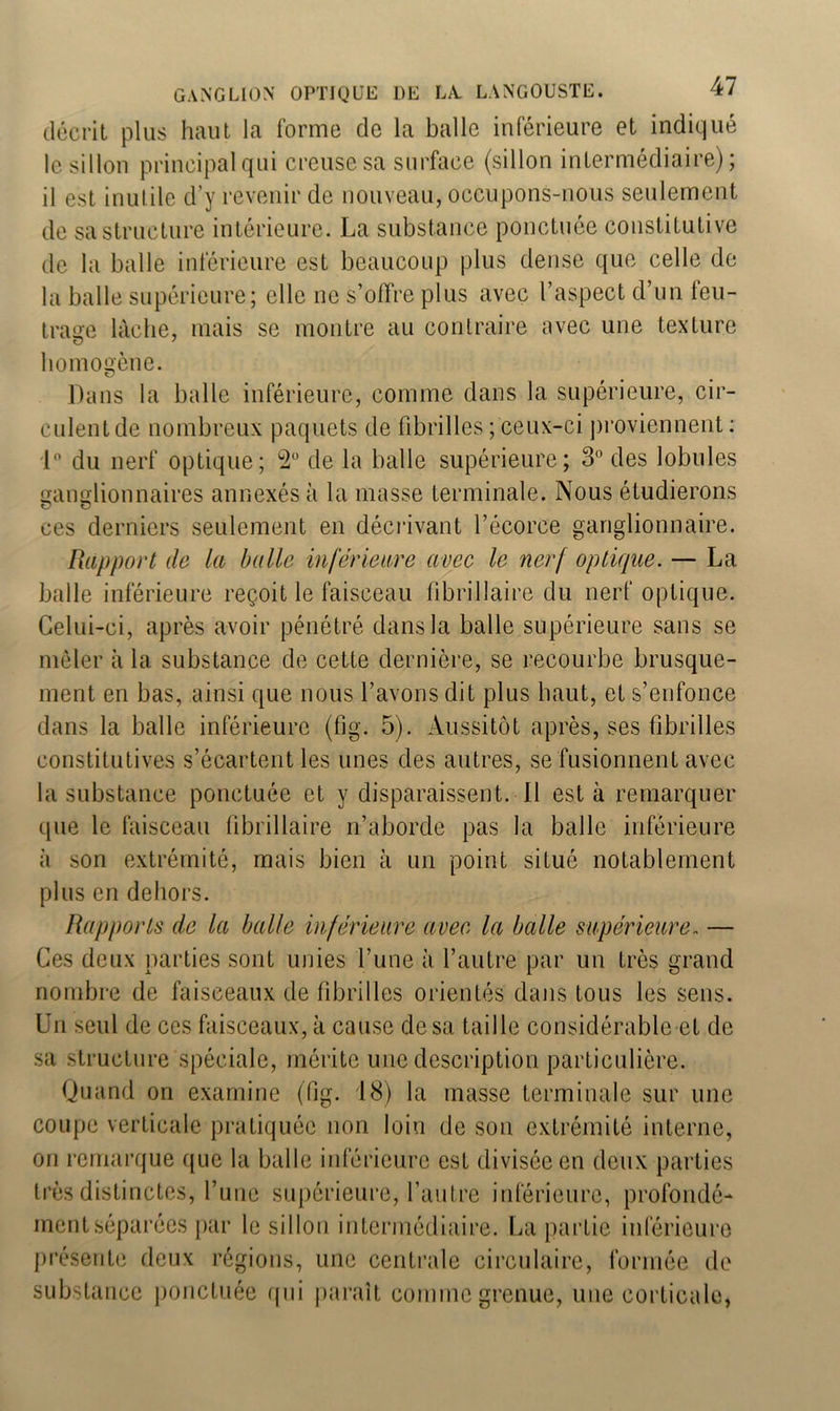 décrit plus haut la l’orme de la balle inférieure et indiqué le sillon principal qui creuse sa surface (sillon intermédiaire); il est inutile d’y revenir de nouveau, occupons-nous seulement de sa structure intérieure. La substance ponctuée constitutive de la balle inférieure est beaucoup plus dense que celle de la balle supérieure; elle ne s’offre plus avec l’aspect d’un feu- trage lâche, mais se montre au contraire avec une texture O 7 homogène. Dans la balle inférieure, comme dans la supérieure, cir- culent de nombreux paquets de fibrilles ; ceux-ci proviennent: 1° du nerf optique; 2° de la balle supérieure; 3° des lobules ganglionnaires annexés à la masse terminale. Nous étudierons ces derniers seulement en décrivant l’écorce ganglionnaire. Rapport de la balle inférieure avec le nerf optique. — La balle inférieure reçoit le faisceau fibrillaire du nerf optique. Celui-ci, après avoir pénétré dans la balle supérieure sans se mêler à la. substance de cette dernière, se recourbe brusque- ment en bas, ainsi que nous l’avons dit plus haut, et s’enfonce dans la balle inférieure (fig. 5). Aussitôt après, ses fibrilles constitutives s’écartent les unes des autres, se fusionnent avec la substance ponctuée et y disparaissent. 11 est à remarquer que le faisceau fibrillaire n’aborde pas la balle inférieure à son extrémité, mais bien à un point situé notablement plus en dehors. Rapports de la balle inférieure avec la balle supérieure. — Ces deux parties sont unies l’une à l’autre par un très grand nombre de faisceaux de fibrilles orientés dans tous les sens. Un seul de ces faisceaux, à cause de sa taille considérable et de sa structure spéciale, mérite une description particulière. Quand on examine (fig. 18) la masse terminale sur une coupe verticale pratiquée non loin de son extrémité interne, on remarque que la balle inférieure est divisée en deux parties très distinctes, l’une supérieure, l’autre inférieure, profondé- ment séparées par le sillon intermédiaire. La partie inférieure présente deux régions, une centrale circulaire, formée de substance ponctuée qui paraît comme grenue, une corticale,
