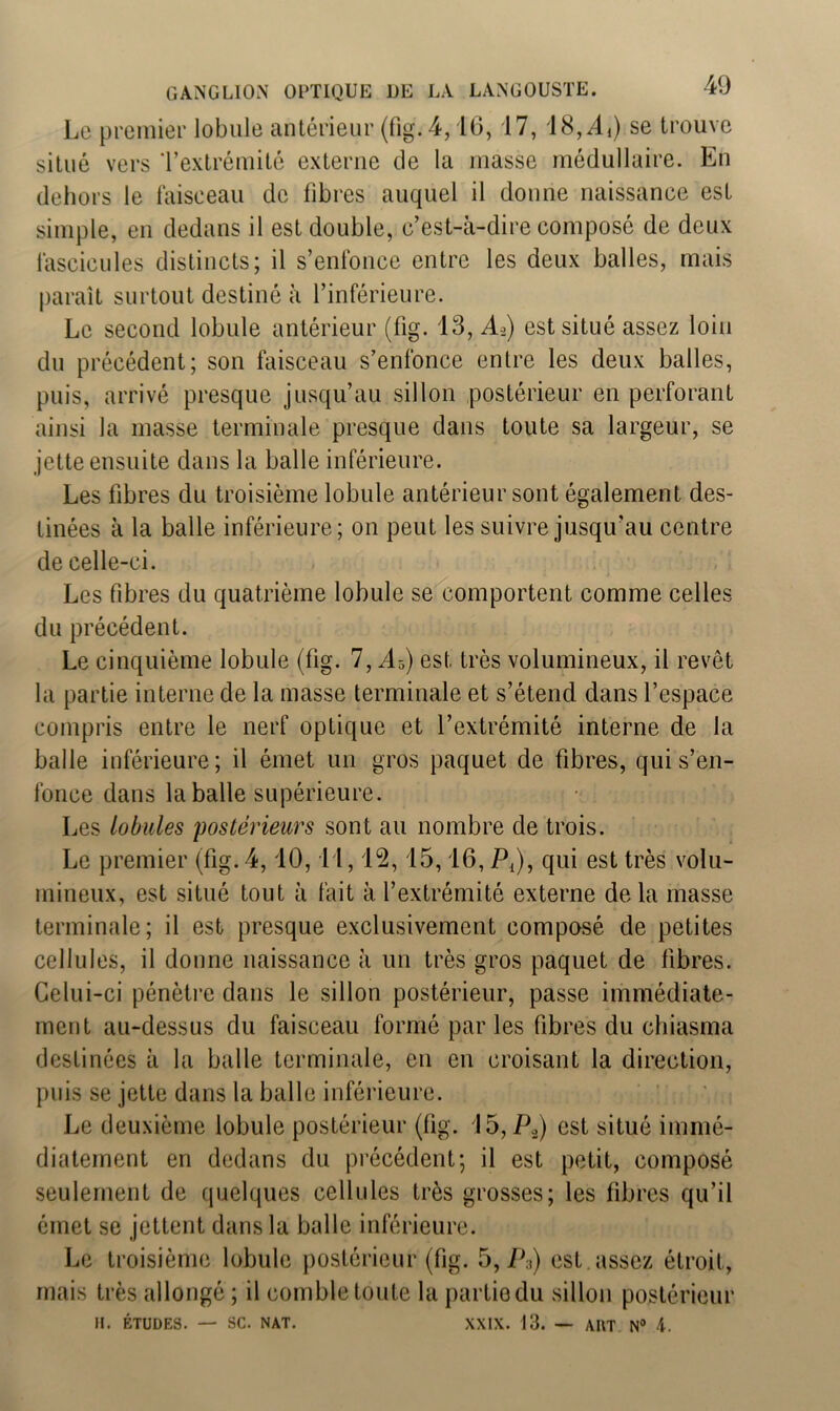 Le premier lobule antérieur (fig. 4, 16, 17, 18, Ai) se trouve situé vers Textrémitô externe de la masse médullaire. En dehors le faisceau de fibres auquel il donne naissance est simple, en dedans il est double, c’est-à-dire composé de deux fascicules distincts; il s’enfonce entre les deux balles, mais paraît surtout destiné à l’inférieure. Le second lobule antérieur (fig. 13, Aa) est situé assez loin du précédent; son faisceau s’enfonce entre les deux balles, puis, arrivé presque jusqu’au sillon postérieur en perforant ainsi la masse terminale presque dans toute sa largeur, se jette ensuite dans la balle inférieure. Les fibres du troisième lobule antérieur sont également des- tinées à la balle inférieure; on peut les suivre jusqu’au centre de celle-ci. Les fibres du quatrième lobule se comportent comme celles du précédent. Le cinquième lobule (fig. 7, AB) est. très volumineux, il revêt la partie interne de la masse terminale et s’étend dans l’espace compris entre le nerf optique et l’extrémité interne de la balle inférieure; il émet un gros paquet de fibres, qui s’en- fonce dans la balle supérieure. Les lobules postérieurs sont au nombre de trois. Le premier (fig. 4,10, I l, 12,15,16, P{), qui est très volu- mineux, est situé tout à fait à l’extrémité externe delà masse terminale; il est presque exclusivement composé de petites cellules, il donne naissance à un très gros paquet de fibres. Celui-ci pénètre dans le sillon postérieur, passe immédiate- ment au-dessus du faisceau formé par les fibres du chiasma destinées à la balle terminale, en en croisant la direction, puis se jette dans la balle inférieure. Le deuxième lobule postérieur (fig. 15, P.) est situé immé- diatement en dedans du précédent; il est petit, composé seulement de quelques cellules très grosses; les fibres qu’il émet se jettent dans la balle inférieure. Le troisième lobule postérieur (fig. 5, P3) est . assez étroit, mais très allongé ; il comble toute la partiedu sillon postérieur H. ÉTUDES. — SC. NAT. XXIX. 13. — AUT N° 4.