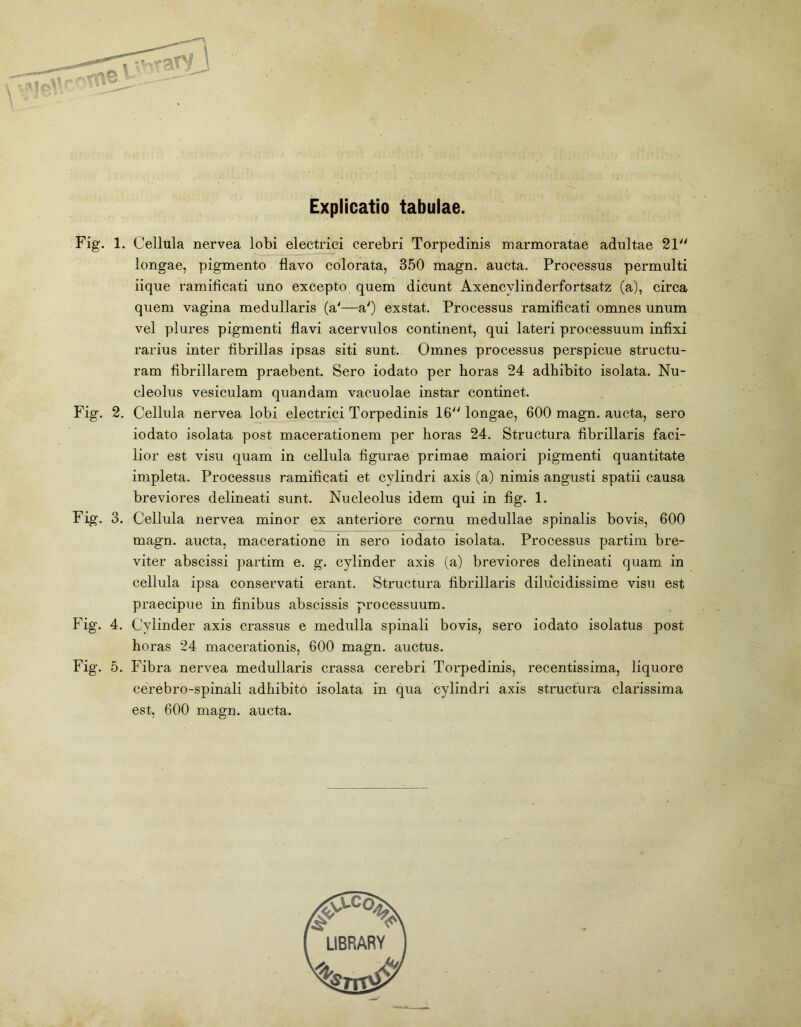 Explicatio tabulae. Fig. 1. Cellula nervea lobi electrici cerebri Torpedinis marmoratae adultae 21 longae, pigmento flavo colorata, 350 magn. aucta. Processus permulti iique ramiflcati uno excepto quem dicunt Axencvlinderfortsatz (a), circa quem vagina medullaris (a'—a') exstat. Processus ramiflcati omnes unum vel plures pigmenti flavi acervulos continent, qui lateri processuum infixi rarius inter fibrillas ipsas siti sunt. Omnes processus perspicue structu- ram fibrillarem praebent. Sero iodato per horas 24 adhibito isolata. Nu- cleolus vesiculam quandam vacuolae instar continet. Fig. 2. Cellula nervea lobi electrici Torpedinis 16 longae, 600 magn. aucta, sero iodato isolata post macerationem per horas 24. Structura fibrillaris faci- lior est visu quam in cellula figurae primae maiori pigmenti quantitate impleta. Processus ramiflcati et cylindri axis (a) nimis angusti spatii causa breviores delineati sunt. Nucleolus idem qui in fig. 1. Fig. 3. Cellula nervea minor ex anteriore cornu medullae spinalis bovis, 600 magn. aucta, maceratione in sero iodato isolata. Processus partim bre- viter abscissi partim e. g. cylinder axis (a) breviores delineati quam in cellula ipsa conservati erant. Structura fibrillaris dilucidissime visu est praecipue in finibus abscissis processuum. Fig. 4. Cylinder axis crassus e medulla spinali bovis, sero iodato isolatus post horas 24 macerationis, 600 magn. auctus. Fig. 5. Fibra nervea medullaris crassa cerebri Torpedinis, recentissima, liquore cerebro-spinali adhibito isolata in qua cylindri axis structura clarissima est, 600 magn. aucta.