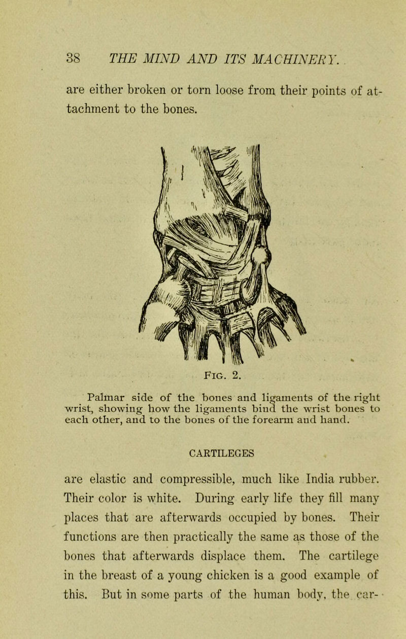 are either broken or torn loose from their points of at- tachment to the bones. Palmar side of the bones and ligaments of the right wrist, showing how the ligaments bind the wrist bones to each other, and to the bones of the forearm and hand. are elastic and compressible, much like India rubber. Their color is white. During early life they fill many places that are afterwards occupied by bones. Their functions are then practically the same as those of the bones that afterwards displace them. The cartilege in the breast of a young chicken is a good example of this. But in some parts of the human body, the car- Fig. 2. CARTILEGES