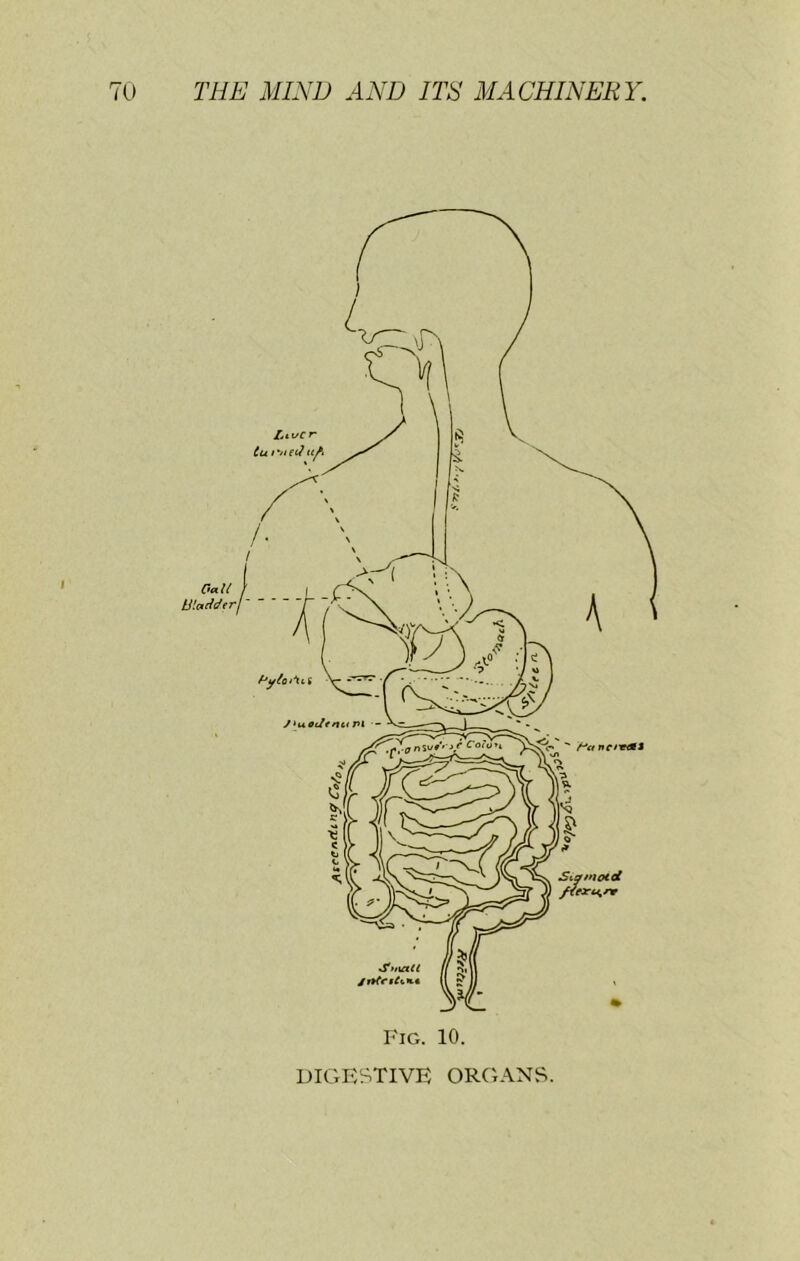 Fig. 10. DIGFSTIVE ORGANS.