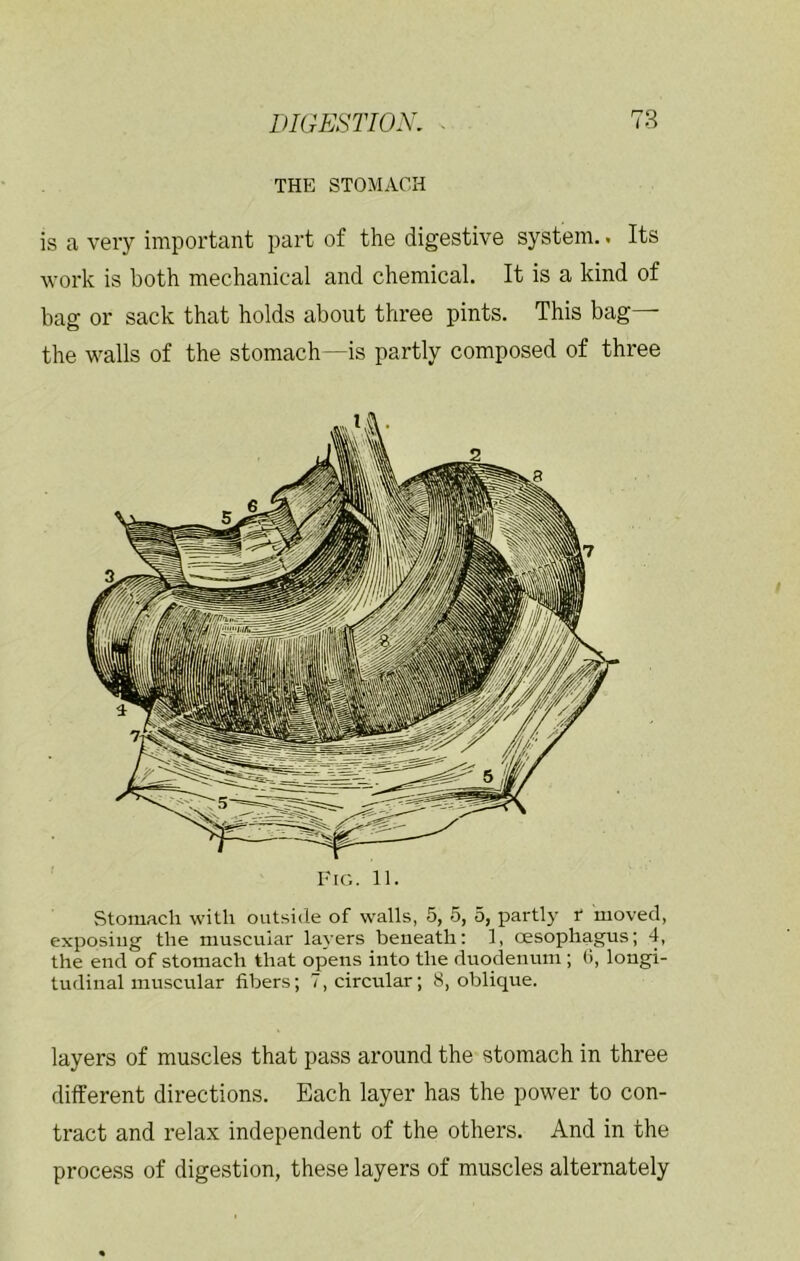 THE STOMACH is a very important part of the digestive system.. Its work is both mechanical and chemical. It is a kind of bag or sack that holds about three pints. This bag— the walls of the stomach—is partly composed of three Fig. 11. Stomach with outside of walls, 5, 5, 5, partly t moved, exposing the muscular la}'ers beneath: 1, oesophfigus; 4, the end of stomach that opens into the duodenum ; G, longi- tudinal muscular fibers; 7, circular; 8, oblique. layers of muscles that pass around the stomach in three different directions. Each layer has the power to con- tract and relax independent of the others. And in the proce.ss of digestion, these layers of muscles alternately