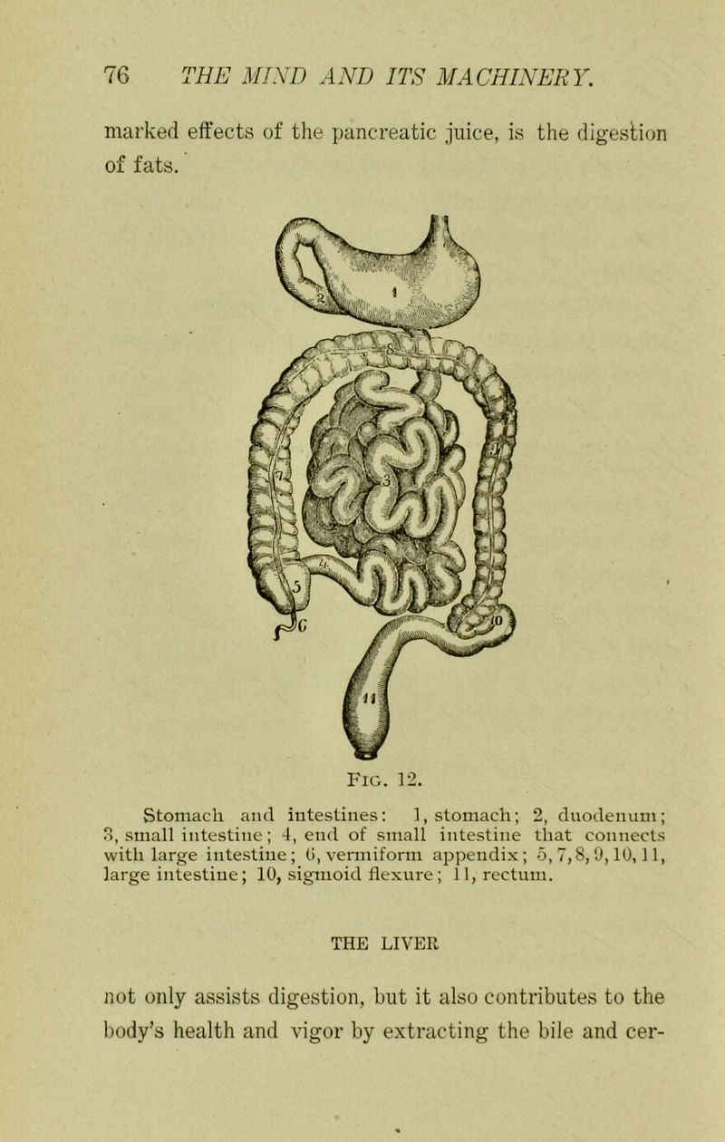 marked effects of the pancreatic juice, is the digestion of fats. Stomach and intestines: 1, stomach; 2, duodenum; , small intestine; 4, end of small intestine that connects with large intestine; (5, vermiform appendix; 5,7,8,9,10,11, large intestine; 10, sigmoid flexure; 11, rectum. THE LIVER not only assists digestion, hut it also contributes to the body’s health and vigor by extracting the bile and cer-