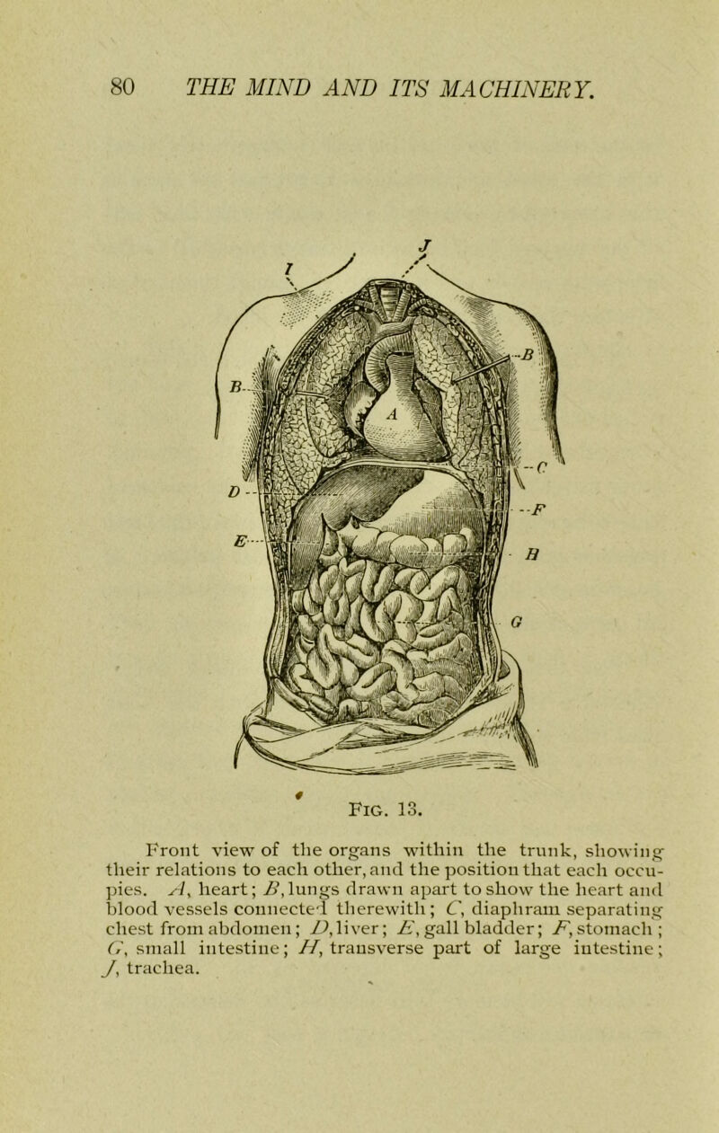 Fig. 13. Front view of the organs within the trunk, showing their relations to each other, and the position that each occu- pies. Dy heart; lungs drawn apart to show the heart and blood vessels connected therewith ; C, diaphram separating chest from abdomen; /I, liver; gall bladder; stomach; small intestine; //, transverse part of large intestine; Jy trachea.