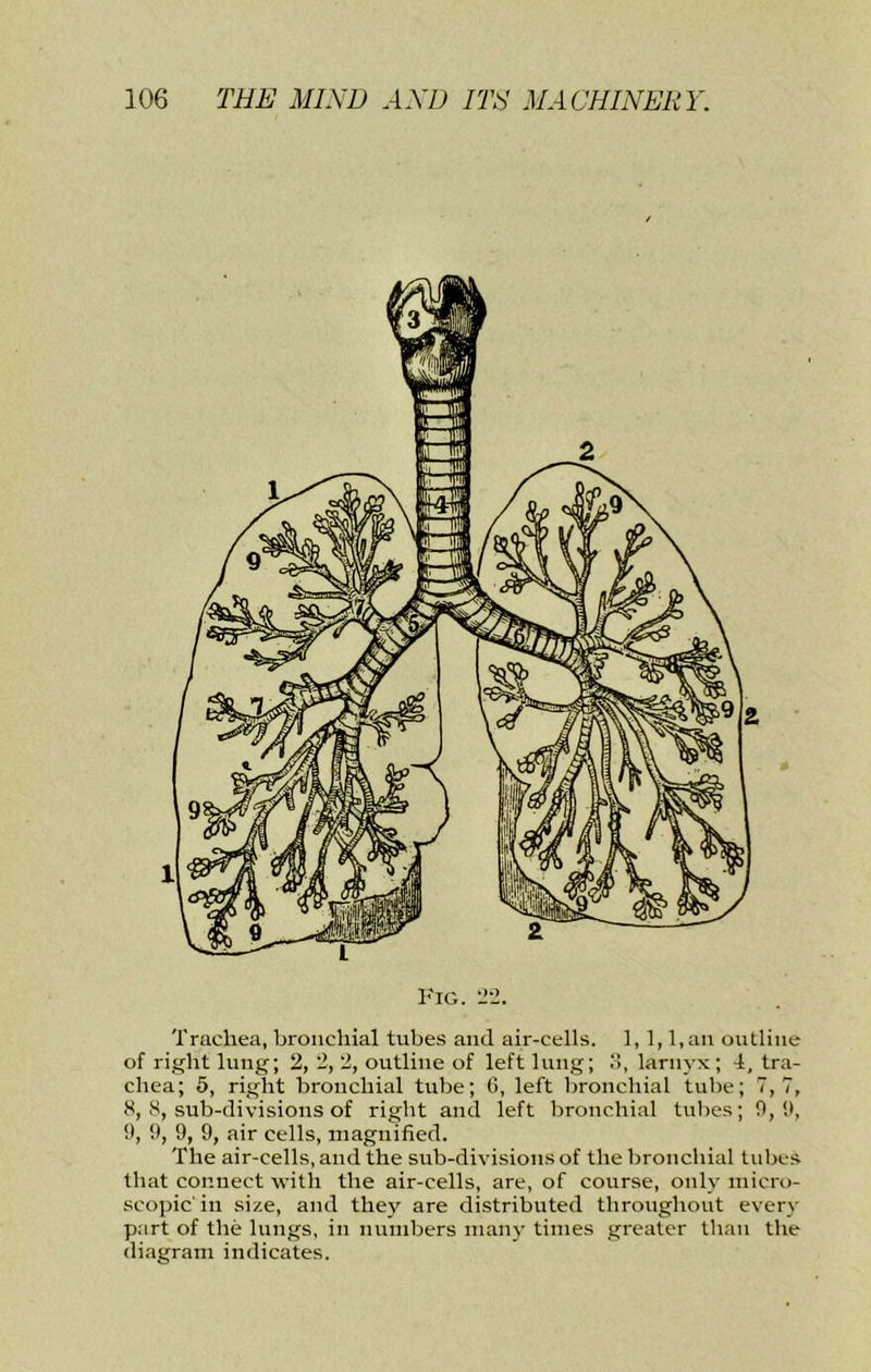 Fig. '1-1. Trachea, bronchial tubes and air-cells. 1,1, l,an outline of right lung; 2, 2, 2, outline of left lung; 3, larnyx; 4, tra- chea; 5, right bronchial tube; 6, left bronchial tube; 7,7, 8, 8, sub-divisions of right and left bronchial tubes; 0,‘.t, 9, 9, 9, 9, air cells, magnified. The air-cells, and the sub-divisions of the bronchial tubes that connect with the air-cells, are, of course, only micro- scopic' in size, and they are distributed throughout every part of the lungs, in numbers many times greater than the diagram indicates.