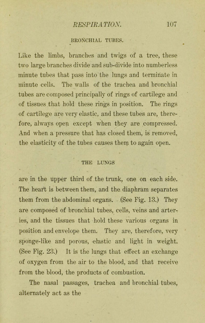 BRONCHIAL TUBES. Like the limbs, branches and twigs of a tree, these two large branches divide and sub-divide into numberless minute tubes that pass into the lungs and terminate in minute cells. The Avails of the trachea and bronchial tubes are composed principally of rings of cartilege and of tissues that hold these rings in position. The rings of cartilege are very elastic, and these tubes are, there- fore, ahvays open except when they are compressed. And Avhen a pressure that has closed them, is removed, the elasticity of the tubes causes them to again open. THE LUNGS are in the upper third of the trunk, one on each side. The heart is between them, and the diaphram separates them from the abdominal organs. (See Fig. 13.) They are composed of bronchial tubes, cells, veins and arter- ies, and the tissues that hold these various organs in position and envelope them. They are, therefore, very sponge-like and porous, elastic and light in weight. (See Fig. 23.) It is the lungs that effect an exchange of oxygen from the air to the blood, and that receive from the blood, the products of combustion. The nasal passages, trachea and bronchial tubes, alternately act as the