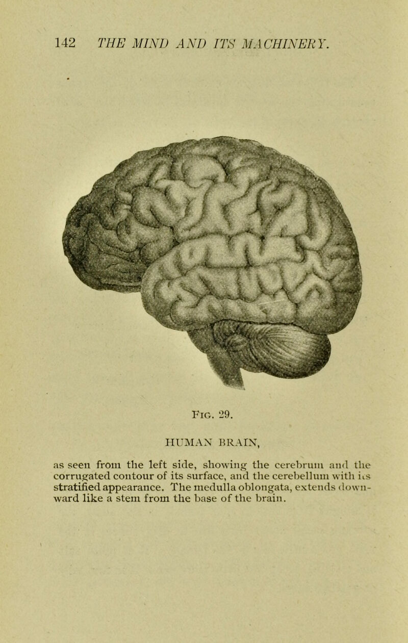 Fig. ‘29. HUMAN BRAIN, as seen from the left side, showing the cerebrum and the corrugated contour of its surface, and the cerebellum with iis stratified appearance. The medulla oblongata, extends down- ward like a stem from the base of the brain.