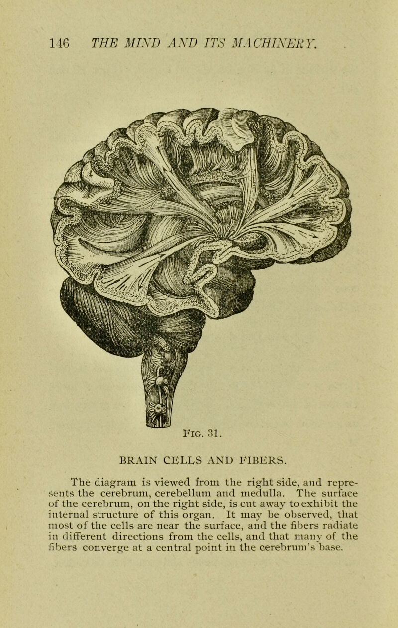 Fig. 31. BRAIN CELLS AND FIBERS. The diagram is viewed from tlie right side, and repre- sents the cerebrum, cerebellum and medulla. The surface of the cerebrum, on the right side, is cut away to exhibit the internal structure of this organ. It may be observed, that most of the cells are near the surface, and the fibers radiate in different directions from the cells, and that many of the fibers converge at a central point in the cerebrum’s liase.