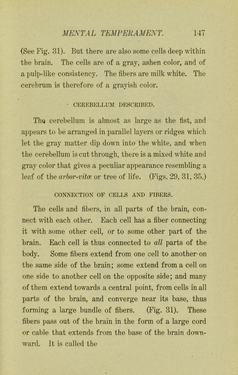 (See Fig. 31). But there are also some cells deep within the brain. The cells are of a gray, ashen color, and of a pulp-like consistency. The fibers are milk white. The cerebrum is therefore of a grayish color. • CEREBELLUM DESCRIBED. The cerebellum is almost as large as the fist, and appears to be arranged in parallel layers or ridges which let the gray matter dip down into the white, and when the cerebellum is cut through, there is a mixed white and gray color that gives a peculiar appearance resembling a leaf of the arbor-vitce or tree of life. (Figs. 29, 31, 35.) CONNECTION OP CELLS AND FIBERS. The cells and fibers, in all parts of the brain, con- nect with each other. Each cell has a fiber connecting it with some other cell, or to some other part of the brain. Each cell is thus connected to all parts of the body. Some fibers extend from one cell to another-on the same side of the brain; some extend from a cell on one side to another cell on the opposite side; and many of them extend towards a central point, from cells in all parts of the brain, and converge near its base, thus forming a large bundle of fibers. (Fig. 31). These fibers pass out of the brain in the form of a large cord or cable that extends from the base of the brain down- Avard. It is called the