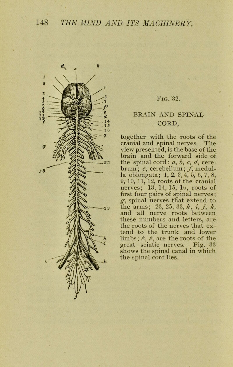 Fig. 3-2. BRAIN AND SPINAD CORD, together with the roots of the cranial and spinal nerves. The view presented, is the base of the brain and the forward side of the spinal cord: a, b, c, d, cere- brum; e, cerebellum; f, medul- la oblongata; 1, 2, 3, 4, 5, (3, 7, 8, 9, 10, 11, 12, roots of the cranial nerves; 13, 14, 15, lo, roots of first four pairs of spinal nerves; g, spinal nerv^es that extend to the arms; 23, 25, 33,/i, i,j, k. and all nerve roots between these numbers and letters, are the roots of the nerves that ex- tend to the trunk and lower limbs; k, k, are the roots of the great sciatic nerv^es. Fig. 33 shows the spinal canal in which the spinal cord lies.