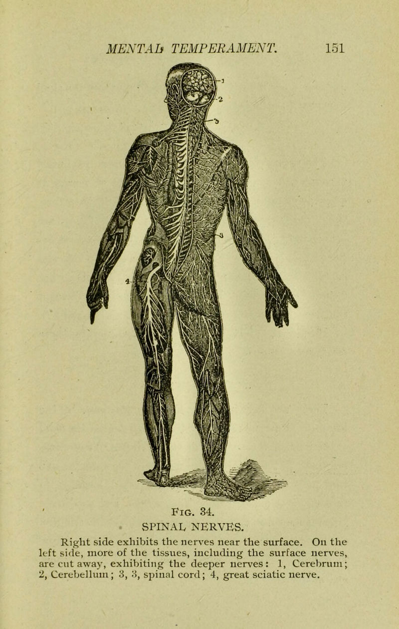 Fig. 34. vSPINAF NERVES. Right side exhibits the nerves near the surface. On the left side, more of the tissues, including the surface nerves, are cut away, exhibiting the deeper nerves: 1, Cerebrum; 2, Cerebellum; 3, 3, spinal cord; 4, great sciatic nerve.