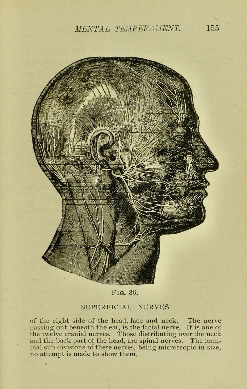 PiQ. 36. SUPERFICIAI, NERVES of the right side of the head, face and neck. The uer\-e passing out beneath the eai, is the facial nerve. It is one of the twelve cranial nerves. Those di.stributing over the neck and tlie back part of the head, are spinal nerves. The term- inal sub-divisions of these nerves, being microscopic in size, no attempt is made to show them.