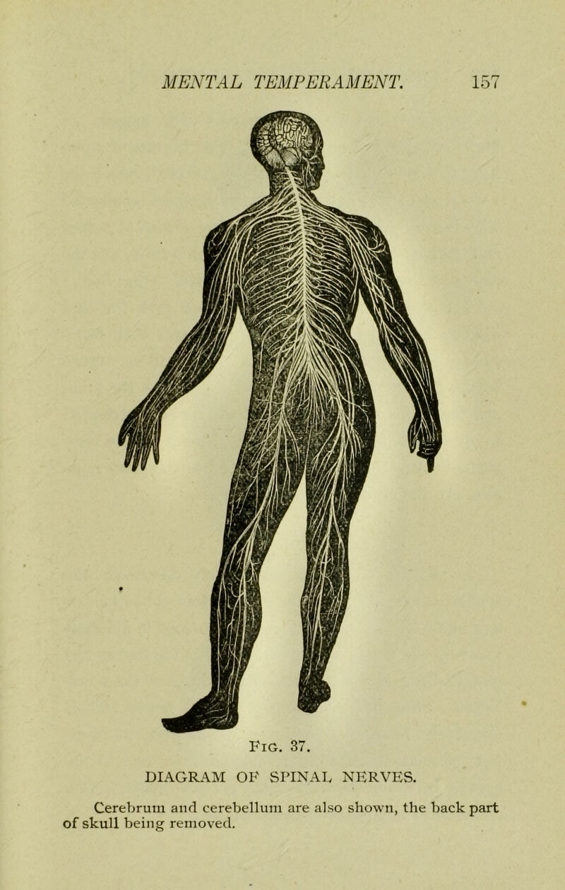 DIAGRAM OF SPINAD NERVES. Cerebrum and cerebellum are also shown, the back part of skull being removed.