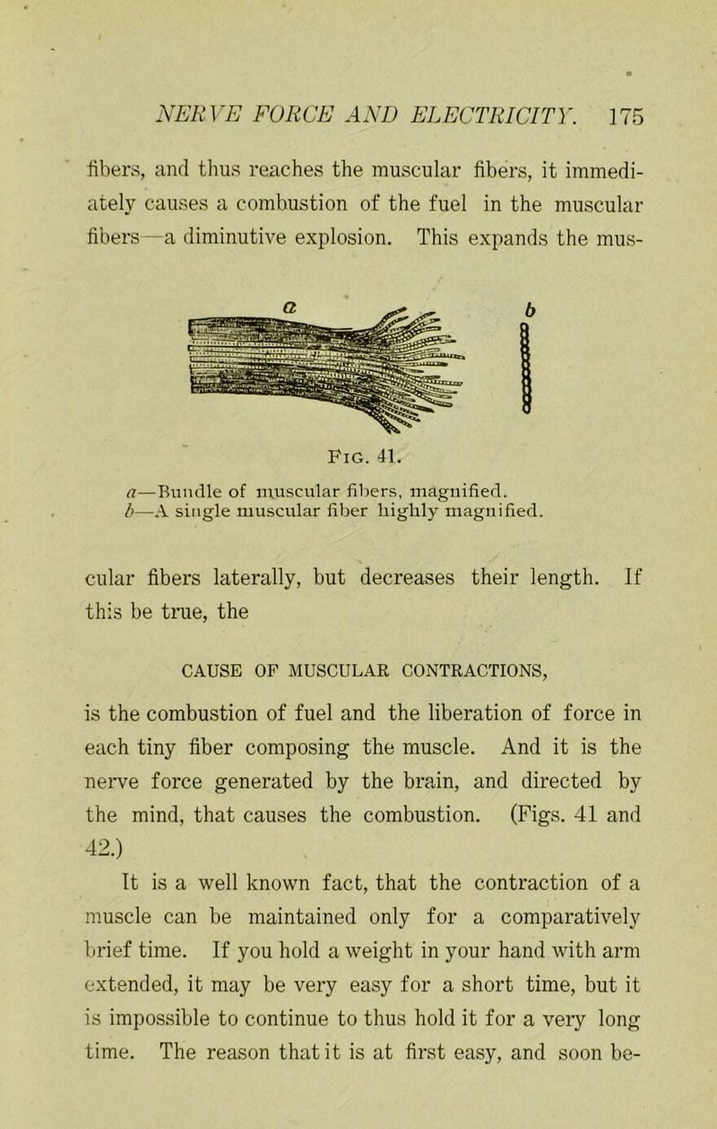 libers, and thus reaches the muscular fibers, it immedi- ately causes a combustion of the fuel in the muscular fibers—a diminutive explosion. This expands the mus- a—Bundle of iivuscular fibers, maguified. /)—A single muscular fiber highly magnified. cular fibers laterally, but decreases their length. If this be true, the CAUSE OP MUSCULAR CONTRACTIONS, is the combustion of fuel and the liberation of force in each tiny fiber composing the muscle. And it is the nerve force generated by the brain, and directed by the mind, that causes the combustion. (Figs. 41 and 42.) It is a well known fact, that the contraction of a muscle can be maintained only for a comparatively brief time. If you hold a weight in your hand with arm extended, it may be very easy for a short time, but it is impossible to continue to thus hold it for a very long time. The reason that it is at first easy, and soon be-