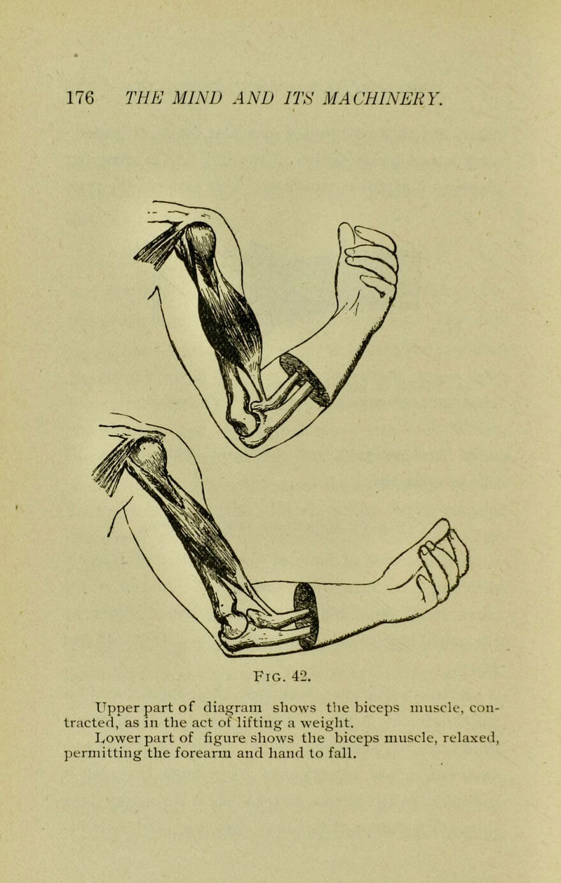 Fig. 42. Upper part of diagram shows the biceps muscle, con- tracted, as in the act of lifting a weight. bower part of figure shows the biceps muscle, relaxed, permitting the forearm and hand to fall.