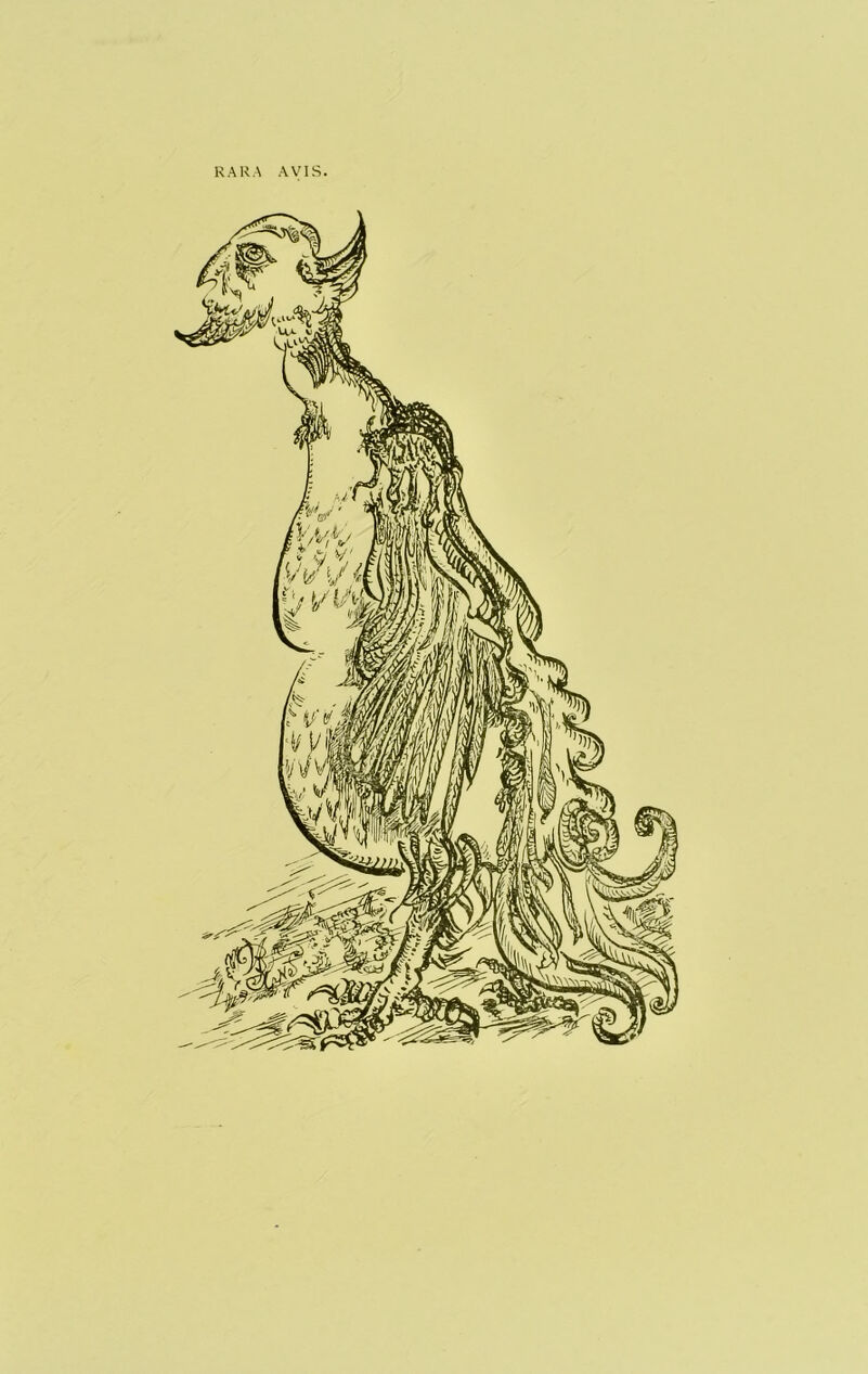 KARA AVIS.