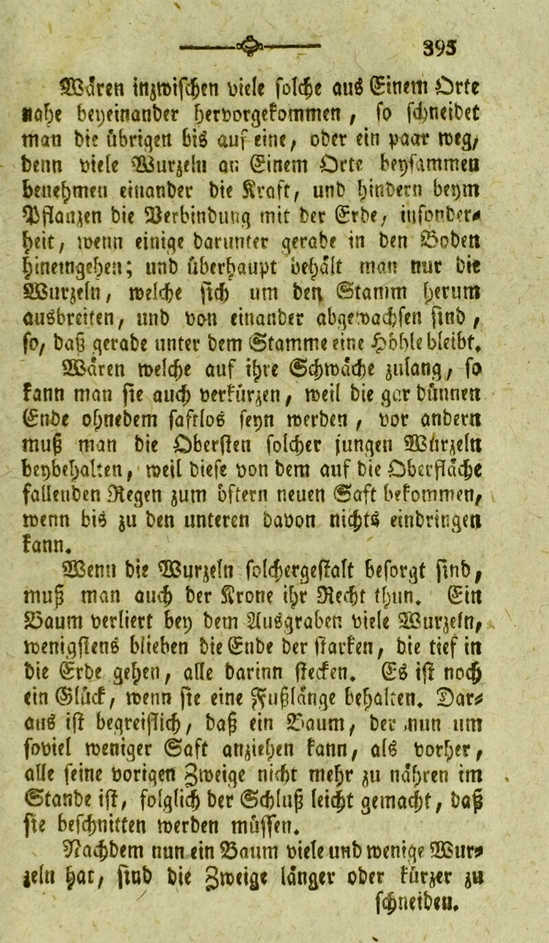 393 SBdren itijtoifcljen Diele folc^e au$ Sinent Örte »obe bet)finanber berDorgefommen , fo fdmeibet man bie übrigen big auf eine, ober ein yaav roeg, beim Diele 'IBurjelti at; (Sinem Orte bepfammen beuebmeu eiuanber bie Sraft, unb binbern bet)tn QJftonjen bie SJerbinbtmg mit ber Srbe, itifonber# beit, wenn einige barunfer gerate in ben £>obett bineingeben; unb überbauet bef>dlt man nur bir 3ßiir$eln, melcbe ftd) um ben Stamm f;erum ougbreiten, unb Dan einander abgf’Dacbfen fmb, fo, bab gerabe unter bem Stammeetne £bbleb[etbf, SÖBdren toelcbe auf i^te Scbtuacbe julang, fo fann man fte auch üerfürjen, meil bie gar bünnett (£nöe ofmebem fafrloe fer>n tnerben , Dar anbertt mufj man bie £)berf}en folcber jungen SBiirjeltt bet)bebaken, roeil biefe Don bem auf bie öbeufludje faüetiben Stegen jum aftern neuen Saft befommen, menn bie $u ben unteren baDou niebtö einbringen fann. 2ßemt bie ^JBurjeln foicbergeffalt beforgt fmb, mu$ man ouef> ber Srone ilpr $ed)t tf;un. (£ttt 25aum Derliert Bep bem Siutfgrabcn Diele $ßurj{fr?, menigjlene blieben bie (£nbe ber ftarfen, bie tief itt bie ®rbe geben, alle barinn fJecfen. £$ tff noejj ein @(ücf, trenn fte eine ^uf lange bebaken. Dar* ati$ ifi begreiflich, baf? ein 2aaum, ber .nun um foDiel weniger Saft an$ief)en fann, a(6 Dorber, alle feine Doriqen gtreige nidfjt rncf>r ndfjren im Stanbe iff, folglidfr ber Schlaft leicht gemalt, baf fte befebnitten merben müffen. ^a^bem nun ein SÖaurn Diele unb trentqe SQBur* je!« böt/ ftob bie groeige langer ober fürjer ju fönetbeu.