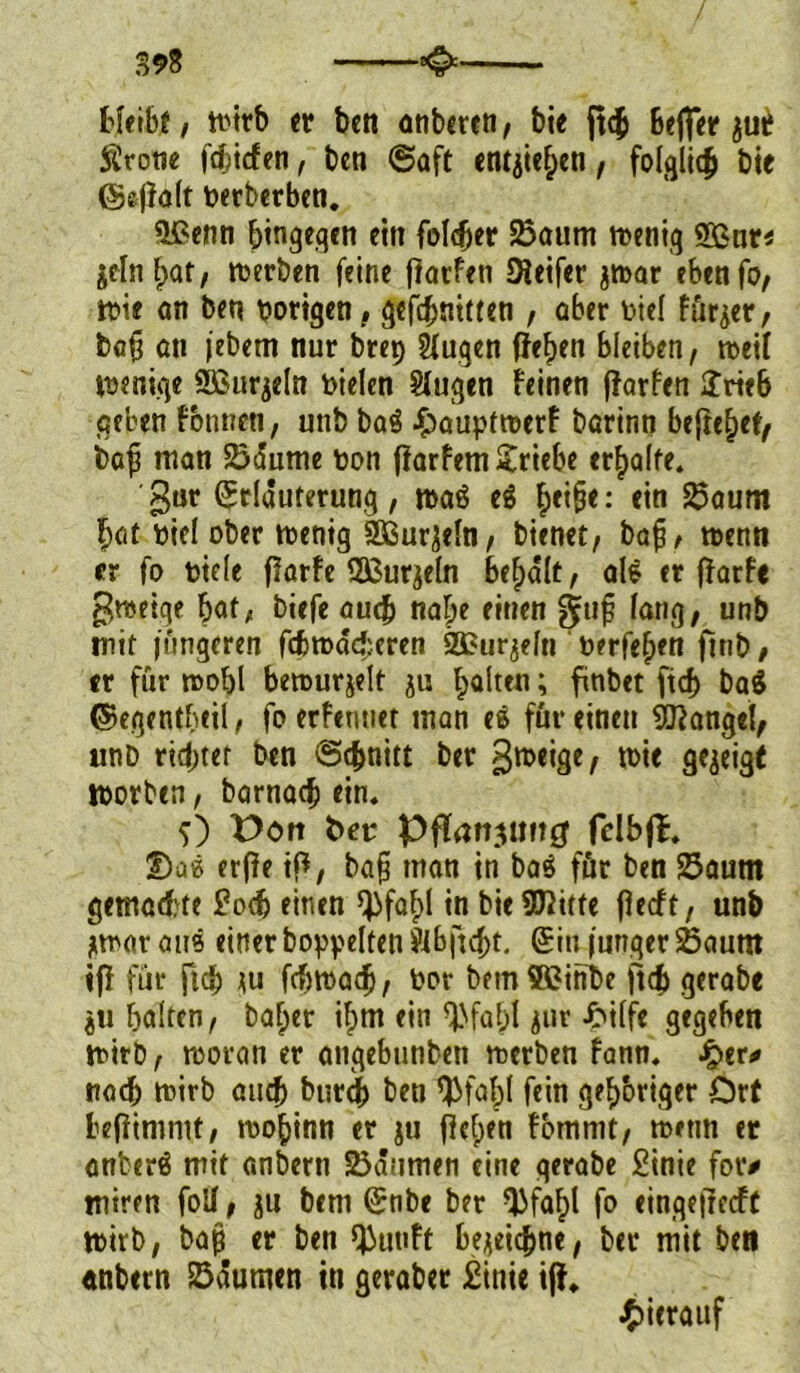 ttfibf / mirb er ben anberen, bie jt<£ 6efler $ui? Srone fdbicfen, bcn (Saft entjiefjen, folglich bie ©efFaft herberben. Sßenn hingegen ein fotäjer Saum meniq Sßur* ^eln f>ar, werben feine fFarfeti SFeifer $tt>ar eben fo, ttie an ben hörigen, gekniffen , aber hief fürder, baß an jebem nur brep Äugen ffefjen bleiben, roeif wenige SBurjeln hielen Sfugen Feinen (FarFen £rte6 geben Fbnneti, unb baö £auptwerF barinn befreiet, baf man Säume hon (FarFem £riebe erraffe. gut Erläuterung, roaö eS !>ei§e: ein Saum hat hief ober wenig äßurjefn, bienet, baf, wenn er fo biefe flarfe Sßurjeln bemalt, als er jFarfe $weiqe bat* biefc auch na|e einen g;ufj fang, unb mit lungeren fcfcwdcberen 2£urjefn berfe(>en ftnb, er für wohl berourjelt ju galten; finbet ftcf> ba$ ©egentheil, fo erFemiet man e$ für einen 5ftangef, unb ridjter ben (Schnitt ber gweige, wie gezeigt Worben, barnad) ein. O Pott fca* Pflanzung fclbji. ©as erfFe iß, bajj man in ba$ für ben Saum gemalte £odj einen tyfaf>l in bieSJFitte fFecft, unb *war aus einer boppeften Äbfid;t. Ein junger Saum ijF für fid; *u febwad), hör bemSGinbe ftd) gerabe ju haften, baf;er if)ttt ein 9>fat;I jur £i(fe gegeben wirb, woran er angebunben werben Fann. J£>er# nach tt>irb auch bureb ben ^faf;f fein ge^briger Ort befFimnit, wo^inn er ju jFefjen Fbmmt, wenn er anberä mit anbern Säumen eine gerabe £inie fot> miren folf, ju bem Enbe ber Q3faf>l fo einqejFecFt wirb, bap er ben QJunFt bezeichne, ber mit ben «nbern Säumen in geraber £inie ifF. hierauf