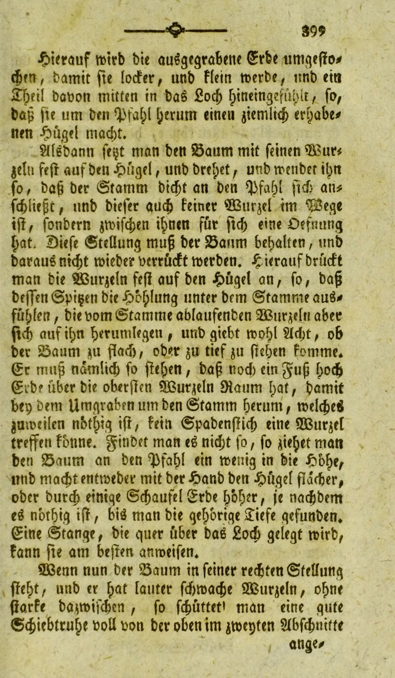 m hierauf wirb bte auggegrabene Srfee umgejlo* (fun, bamit fte lodfer, utib fletn werbe, unb etn 2T)eil baüon mitten in bag Sod) hineingefühlt, fo, ba£ fte um ben QJfaipl herum einen jiemlicf) ergäbe# nen -(bugel macht. Süe'bonn fe?t man beit Saum mit feinen «BSur* jelti fefi auf ben Jpügel, unb brel;et , unb wenber ilptt fo, ba§ ber Stamm bidjt an ben Q)fa()l ftdj an# fchlitjjt, unb biefer auch feiner SBtirjel im 33ege tfl, fonbern jwifchen ihnen für ftcb eine Oefnung ^>at. 2)iefe Stellung muff ber Saum bebaken, unb baraugntcht wieber oerrüeft werben, hierauf brüeft man bie Sßurjeln fefl auf ben £ügel an, fo, baf? beffen Spi$en bie ^cfplung unter bem Stamme aug* fühlen, bie oom Stamme ablattfenben SBurjeln aber ftef) auf tbn berumlegen , unb giebt wobl Sicht , ob ber Saum ju flach, ober ju tief ju (leben fomme* Sc mu(3 nämlich fo (leben, baji noch ctngufj f>ocft gebe über bie obetjlen Sßurjeln 9laum hat, bamit bei; bem Umgraben um ben Stamm herum, welches jumeilen n&tt>iq i(i, fein Spabenfficf) eine SBurjel treffen fottne. ginbet man cg nidjt fo, fo jiebet man ben Saum an ben Q3fabl ein wenig in bie Jfr&he, utib mac^t entwebet* mit ber Jpanb ben ipügel flacher, ober burd> einige Schaufel Srbe hoher, je nadjbem eg notfjtg i(l , big man bie gehörige £iefe gefunben* Sine Stange, bte quer über bag Sodj gelegt wirb, fann fte am be)ten anweifen. SBenn nun ber Saum in feiner rechten Stellung fleht, unb er hat lauter fdjwache 2Burjeln, ohne fiarfe ba^wifchen , fo fchüttett man eine gute Schiebtruhe toott bon ber oben im jwepten Slbfchmffe ange/
