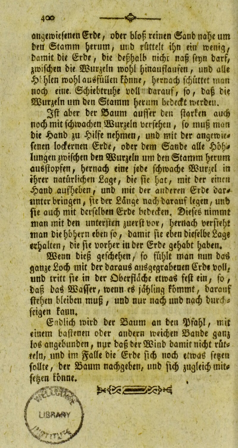 angemiefenen Srbe, ober blof? reinen Sanb naf>e um betf Stamm ^erum, utib rüttelt t£>n ein roenig, bamit bie Srbe, bie bephclb nicht nafj fepn barf, gmifeben bie SKurjeln mo§l (jinouflaufcn, unb aüe ^)rl;Ien mohlautlfüilen fonne, h*rt3ath ftf>üttet man noch ettte. Schiebtruh« noU Darauf , fo, bajj bie SBurjcln um Den Stamm (>mim bebeeft merbeu. 3fi aber ber Saum auffer ben jfarfen auch tio4> mit fchmacben ifißur^cln toerfehen, fo tnufj man bie £anb ju -^Kfe nehmen, unb mit Der angettm* fenen locfernen Srbe, ober bem Sanbe alle Qbfy* Jungen jtoifchen ben SBurjeln um ben Stamm herum auejiopfen, hffnach eine jebe fcfjmacbe Ößur$el in ihrer natürlichen ßage, bie fte hat, mit ber einen 4>anb aufheben, unb mit ber anberen Srbc bar#- jintcr bringen, fte ber ßänge nach Darauf legen, unb fte auch mit bcrfelben Srbe bebeefen, ©iefee nimmt man mit ben unterften ^uerft bot, Ipernai berfreht man bie hohem eben fo, bamit fte eben biefelbe Sage erhalten, bie fte borher in ber Srbe gehabt haben. SQßenn biej? gefdjehen, fo fül;lt man nun baö ganje ßoeh mit ber Darauf aträgegrabeuen Stbe boll, unb tritt fte in ber öberfldcfce etma$ fefl ein, fo, ba§ ba$ 993afier, menn e$ jdhling fommt, Darauf ftehen bleiben mup , unb nur nach unb nach Dur cf * feigen fann. Sn blich mirb Der Saum an ben *JHahI, mit einem baffenett ober atibern tt-etchen Sanbe ganj lo$ atigtbunben, nur bafüberSBSinb bamit nicht rüf* fein, unb im gaffe bie Srbe ftch noch etmaS fe$eti foUte, btt Saum nachgeben, unb ftch jugleich mit# fe£en fonne. ,
