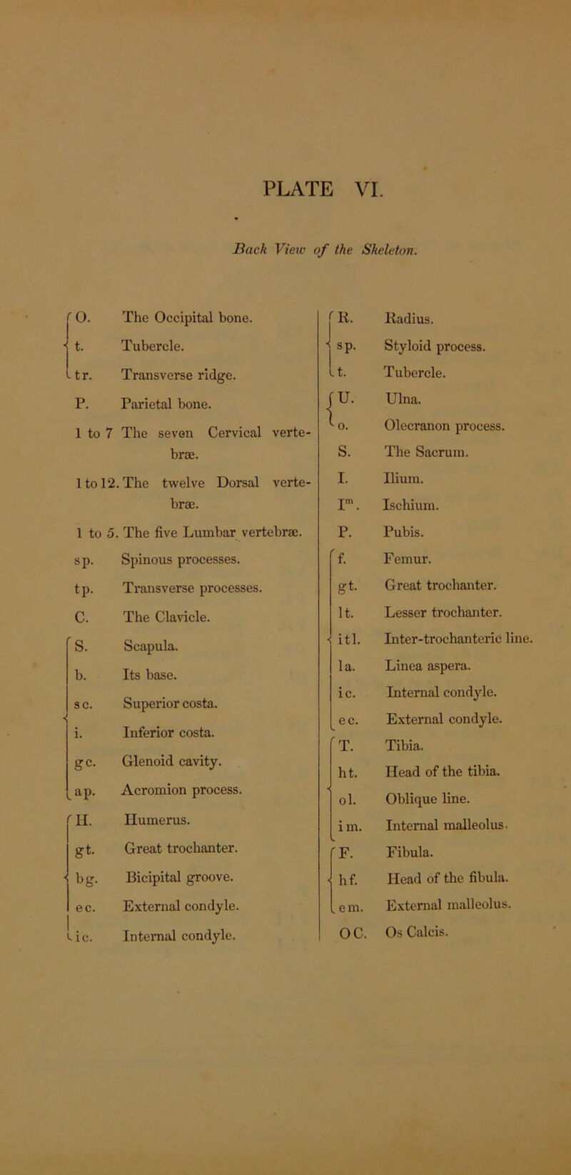 Back View of the Skeleton. '0. The Occipital bone. t. Tubercle. Itr. Transverse ridge. P. Parietal bone. 1 to 7 The seven Cervical brae. verte 1 to 12. The twelve Dorsal brse. verte 1 to 0 The five Lumbar vertebrae. sp. Spinous processes. tp. Transverse processes. C. The Clavicle. 's. Scapula. b. Its base. sc. j Superior costa. i. Inferior costa. gc- Glenoid cavity. .ap. Acromion process. H. Humerus. gt- Great trochanter. ' bg. Bicipital groove. ec. External condyle. ^ ic. Internal condyle. fR. Radius. sp. Styloid process. it. Tubercle. flL Ulna. to. Olecranon process. S. The Sacrum. I. Ilium. Im. Ischium. P. Pubis. f. Femur. gt- Great trochanter. lt. Lesser trochanter. itl. Inter-trochanteric line. la. Linea aspera. ic. Internal condyle. ec. External condyle. T. Tibia. ht. Head of the tibia. ol. Oblique line. im. Internal malleolus. F. Fibula. hf. Head of the fibula. . cm. External malleolus. OC. Os Calcis.
