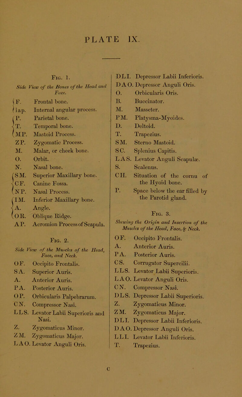 Fig. 1. Side View of the Hones of the Head and Face. \ F. Frontal bone. ) iap. Internal angular process, i F. Parietal bone. -j T. Temporal bone. MP. Mastoid Process. ZP. Zygomatic Process. M. Malar, or cheek bone. O. Orbit. N. Nasal bone. SM. Superior Maxillary bone. CF. Canine Fossa. N P. Nasal Process. !I M. Inferior Maxillary bone. A. Angle. OR. Oblique Ridge. A P. Acromion Process of Scapula. Fig. 2. Side View of the Muscles of the Head, Face, and Neck. OF. Occipito Frontalis. S A. Superior Auris. A. Anterior Auris. P A. Posterior Auris. O P. Orbicularis Palpebrarum. C N. Compressor Nasi. LLS. Levator Labii Superioris and Nasi. Z. Zygomaticus Minor. Z M. Zygomaticus Major. LAO. Levator Anguli Oris. DLI. Depressor Labii Inferioris. DAO. Depressor Anguli Oris. O. Orbicularis Oris. B. Buccinator. M. Masseter. P M. Platysma-Myoides. D. Deltoid. T. Trapezius. SM. Sterno Mastoid. SC. Splenius Capitis. LAS. Levator Anguli Scapulae. S. Scalenus. CII. Situation of the cornu of the Hyoid bone. P. Space below the ear filled by the Parotid gland. Fig. 3. Shelving the Origin and Insertion of the Muscles of the Head, Face, Sf Neck. OF. Occipito Frontalis. A. Anterior Auris. PA. Posterior Auris. C S. Corrugator Supercilii. LLS. Levator Labii Superioris. LAO. Levator Anguli Oris. CN. Compressor Nasi. DLS. Depressor Labii Superioris. Z. Zygomaticus Minor. ZM. Zygomaticus Major. DLI. Depressor Labii Inferioris. DAO. Depressor Anguli Oris. L LI. Levator Labii Inferioris. T. Trapezius. C