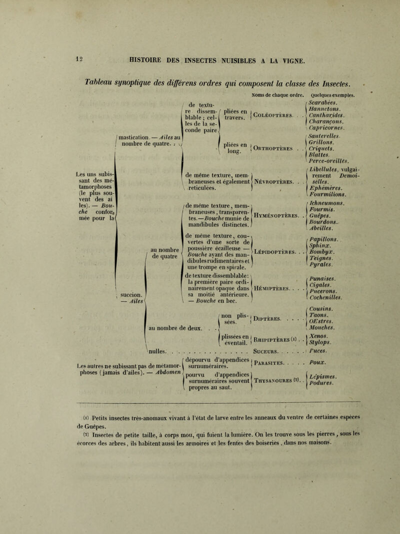 Tableau synoptique des différens ordres qui composent la classe des Insectes. ! mastication. — Ailes au j nombre de quatre. -./' de textu- re dissem- blable ; cel-1 les de la se-1 I conde paire, pliées en travers. pliées en long. Noms de chaque ordre. Coléoptères. Orthoptères Les uns subis-l sant des mé-| tamorphoses (le plus sou-| vent des ai les). — Bon-1 che confoi; I mée pour la( de même texture, mem- ) braneuses et également réticulées. / de même texture, mem- braneuses , transparen-1 tes.—Bouche munie de | mandibules distinctes., Névroptères. Hyménoptères. Lépidoptères. succion. — Ailes { de même texture, cou- vertes d’une sorte de i au nombre ] poussière écailleuse — ( de quatre \ Bouche ayant des man- dibulesrudimentaireset ' une trompe en spirale. de texture dissemblable: ' la première paire ordi-1 nairement opaque dans J Hémiptères. . sa moitié antérieure. — Bouche en bec. au nombre de deux. [non Plis‘| Diptères. I sees. I 'nulles Suceurs. / dépourvu d’appendices ( pARASITES Les autres ne subissant pas de métamor-l surnuméraires. ! plioses (jamais d’ailes). — Abdomen J \ pourvu d’appendices ) I surnuméraires souvent | Thysanoures OP. \ propres au saut. ) Quelques exemples. Scarabées. Hannetons. Canthar.ides. Charançons. Capricornes. Sauterelles- Grillons. Criquets. Blattes. Perce-oreillés. i Libellules, vulgai- | rement Demoi- selles. | Ephémères. \ Fourmilions. t Ichneumons. i Fourmis. Guêpes. I Bourdons. , Abeilles. > Papillons. Sphinx. j Bombyx. Teignes. Py raies. i Punaises. | Cigales. i Pucerons. ! Cochenilles. ' Cousins. Taons. OEstres. Mouches. I Xenos. I Stylops. Puces. Poux. Lépismes. Podures. (O Petits insectes très-anomaux vivant à l’état de larve entre les anneaux du ventre de certaines espèces de Guêpes. OP Insectes de petite taille, à corps mou, qui fuient la lumière. On les trouve sous les pierres, sous les écorces des arbres, ils habitent aussi les armoires et les fentes des boiseries , dans nos maisons.