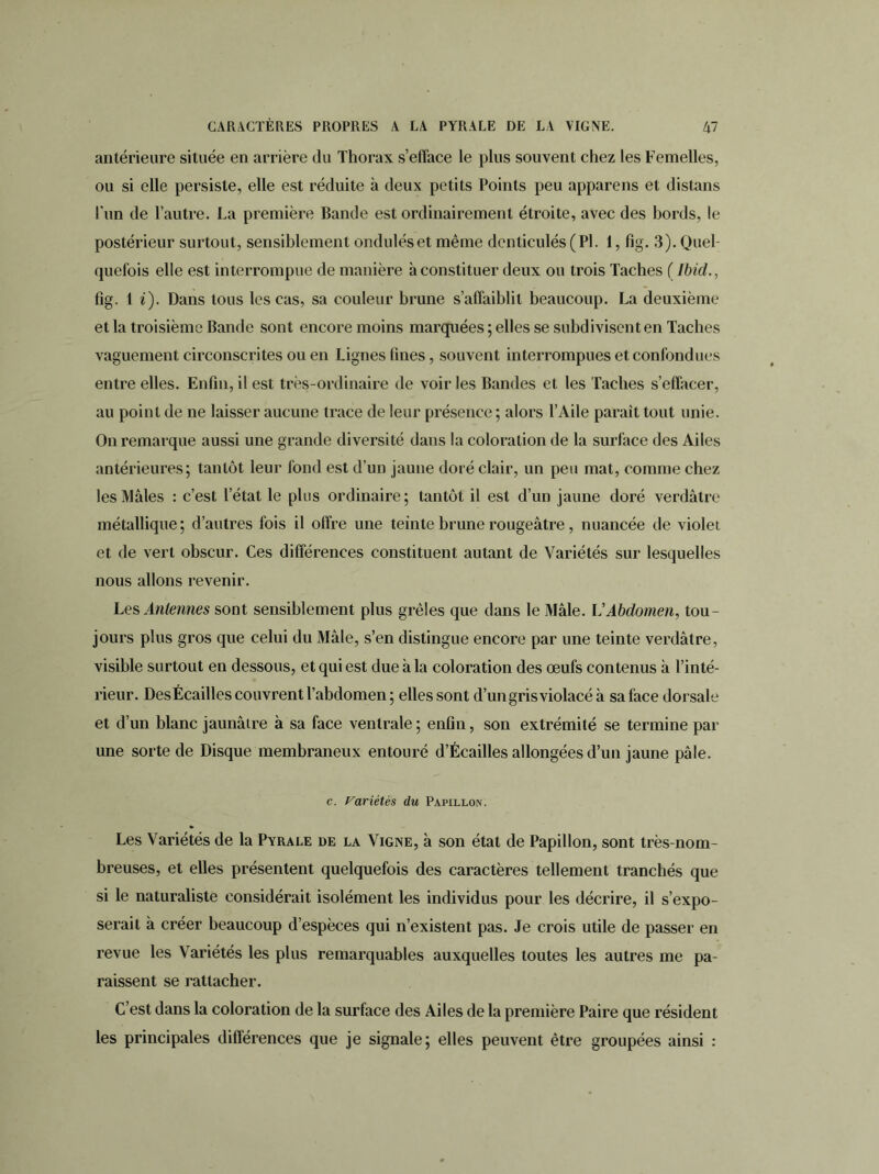 antérieure située en arrière du Thorax s’efface le plus souvent chez les Femelles, ou si elle persiste, elle est réduite à deux petits Points peu appareils et distans l'un de l’autre. La première Bande est ordinairement étroite, avec des bords, le postérieur surtout, sensiblement ondulés et même denticulés (PI. 1, fig. 3). Quel- quefois elle est interrompue de manière à constituer deux ou trois Taches ( Ibid., fig. 1 i). Dans tous les cas, sa couleur brune s’affaiblit beaucoup. La deuxième et la troisième Bande sont encore moins marquées ; elles se subdivisent en Taches vaguement circonscrites ou en Lignes fines, souvent interrompues et confondues entre elles. Enfin, il est très-ordinaire de voiries Bandes et les Taches s’effacer, au point de ne laisser aucune trace de leur présence ; alors l’Aile paraît tout unie. On remarque aussi une grande diversité dans la coloration de la surface des Ailes antérieures; tantôt leur fond est d’un jaune doré clair, un peu mat, comme chez les Mâles : c’est l’état le plus ordinaire; tantôt il est d’un jaune doré verdâtre métallique; d’autres fois il offre une teinte brune rougeâtre, nuancée de violet et de vert obscur. Ces différences constituent autant de Variétés sur lesquelles nous allons revenir. Les Antennes sont sensiblement plus grêles que dans le Mâle. \JAbdomen, tou- jours plus gros que celui du Mâle, s’en distingue encore par une teinte verdâtre, visible surtout en dessous, et qui est due à la coloration des œufs contenus à l’inté- rieur. DesÉcailles couvrent l’abdomen; elles sont d’un gris violacé à salace dorsale et d’un blanc jaunâtre à sa face ventrale ; enfin, son extrémité se termine par une sorte de Disque membraneux entouré d’Écailles allongées d’un jaune pâle. c. Variétés du Papillon. Les Variétés de la Pyrale de la Vigne, à son état de Papillon, sont très-nom- breuses, et elles présentent quelquefois des caractères tellement tranchés que si le naturaliste considérait isolément les individus pour les décrire, il s’expo- serait à créer beaucoup d’espèces qui n’existent pas. Je crois utile de passer en revue les Variétés les plus remarquables auxquelles toutes les autres me pa- raissent se rattacher. C’est dans la coloration de la surface des Ailes de la première Paire que résident les principales différences que je signale; elles peuvent être groupées ainsi :