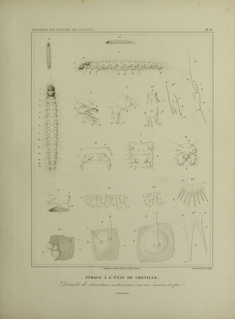 l»l. 6. HUIS T© U Mi IDES INSECTES IDE ILAVI&NE. Audouin piU’tcs Anal, et Zool- de lin . Annedouehe ürulpft. PYRALE À L’ÉTAT DE CIIK.YI L E . /’</•// /'/<vs/'/\ / Vf,; rr// /// ss'/Y-. /<rv-S/r .1 Armand inip.