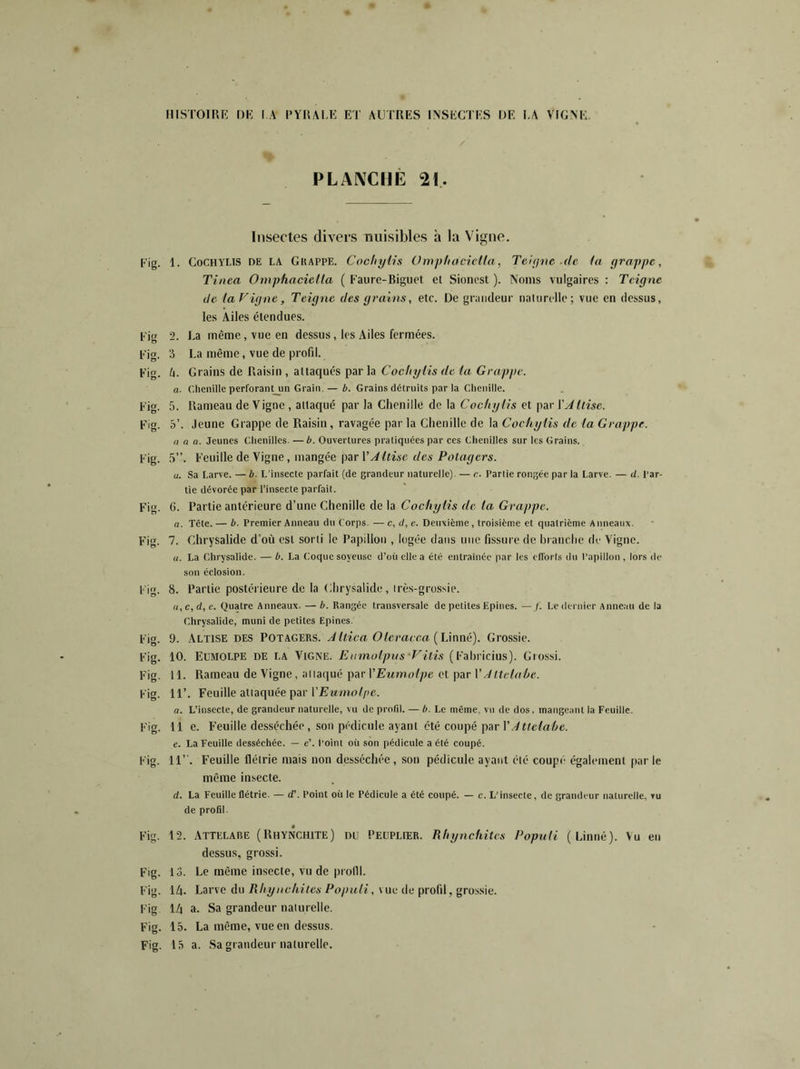 PLANCHE 21. Insectes divers nuisibles à la Vigne. Fig. 1. Cochylis de la Gkappe. Cochylis OmphacicUa, Teigne -de la grappe, Tinea OmphacicUa ( Faure-Biguet et Sionest ). Noms vulgaires : Teigne de la Vigne, Teigne des grains, etc. De grandeur naturelle; vue en dessus, les Ailes étendues. Fig 2. La même, vue en dessus, les Ailes fermées. Fig. 3 La même, vue de profil. Fig. h. Grains de Raisin , attaqués par la Cochylis de la Grappe. a. Chenille perforant_un Grain.— b. Grains détruits par la Chenille. Fig. 5. Rameau de Vigne , attaqué par la Chenille de la Cochylis et par XAtlise. Fig. 5’. Jeune Grappe de Raisin, ravagée par la Chenille de la Cochylis de la Grappe. a a a. Jeunes Chenilles. — b. Ouvertures pratiquées par ces Chenilles sur les Grains. Fig. 5”. Feuille de Vigne, mangée par VAItise des Potagers. a. Sa Larve. — b. L'insecte parfait (de grandeur naturelle). — c. Partie rongée par la Larve. — d. par- tie dévorée par l’insecte parfait. Fig. C. Partie antérieure d’une Chenille de la Cochylis de la Grappe, a. Tète. — b. Premier Anneau du Corps. — c, d, e. Deuxième, troisième et quatrième Anneaux. Fig. 7. Chrysalide d’où est sorti le Papillon , logée dans une fissure de branche de Vigne. u. La Chrysalide. — b. La Coque soyeuse d’où elle a été entraînée par les efforts du Papillon , lors de son éclosion. Fig. 8. Partie postérieure de la Chrysalide, irès-grossie. a, c, d, e. Quatre Anneaux. — b. Rangée transversale de petites Epines. — f. Le dernier Anneau de la Chrysalide, muni de petites Epines. Fig. 9. Altise des Potagers. Altica Oleracca (Linné). Grossie. Fig. 10. Eumolpe de la Vigne. Eumolpvs-Vitis (Fabricius). Grossi. Fig. 11. Rameau de Vigne, allaqué par Y Eumolpe et par l’Attela Le, Fig. 11’. Feuille attaquée par VEumolpe. a. L’insecte, de grandeur naturelle, vu de profil. — b. Le même, vu de dos, mangeant la Feuille. Fig. 11 e. Feuille desséchée, son pédicule ayant été coupé par VAttelahe. e. La Feuille desséchée. — e’. Point où son pédicule a été coupé. Fig. 11”. Feuille flétrie mais non desséchée, son pédicule ayant été coupé également par le même insecte. d. La Feuille flétrie. — <f. Point où le Pédicule a été coupé. — c. L’insecte, de grandeur naturelle, vu de profil. Fig. 12. Attelabe (Rhynchite) du Peuplier. Rhynchitcs Populi (Linné). Vu eu dessus, grossi. Fig. 13. Le même insecte, vu de profil. Fig. 14. Larve du Rhynchites Populi, vue de profil, grossie. Fig 14 a. Sa grandeur naturelle. Fig. 15. La même, vue en dessus. Fig. 15 a. Sa grandeur naturelle.