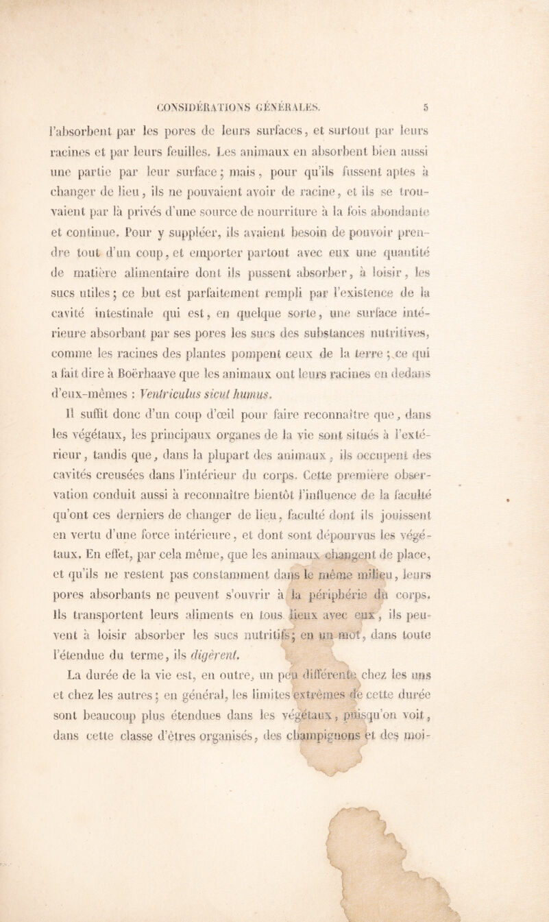 l’absorbent par les pores de leurs surfaces, et surtout par leurs racines et par leurs feuilles. îx‘s anhnaiix en absorbent bien aussi une partie par leur surface ; mais, pour qu’ils fussent aptes à changer de lieu, ils ne pouvaient avoir de racine, et ils se trou- vaient par là privés dàine source de iioiirriture à la fois aboïidanle et conliiuie. Pour y suppléer, iis avaient besoin de pouvoir pren - dre tout d’im coup , et emporter partout avec eux une quantité de matière alimentaire dont ils pussent absorber, à loisir, les sucs utiles ; ce but est parfaitement rempli par l’existence de la cavité intestinale qui est, en quelque sorte, une surface inté- rieure absorbant par ses pores les sucs des substances .nutritives, comme les racines des plantes pompent ceux de la terre p ce qui a fait dire à Boërliaave que les animaux ont leurs racines en dedaiis d’eux-mêmes : Ventricalus sicul humus. Il suffit donc d’un coup d’œil pour faire reconnaître que„, dans les végétaux, les principaux organes de la vie sont situés à i’exté- rieur, tandis qiie^ dans la plupart des animaux, ils occupent des cavités creusées dans l’irilérieur du corps. Cette première obser- vation conduit aussi à reconnaître bientôt rintlueiice de la faculté qu’ont ces derniers de clianger de lieu, faculté dont ils jouissent en vertu d’une force intérieure, et dont sont dépourvus les végé- taux. En elfet, par cela même, que les animaux eiiaiîgent de place, et qu’ils ne restent pas constamment dans iê même miliiu, leurs pores absorbants ne peuvent s’ouvrir à la périphérie corps, lis transportent leurs aliments en tous. îieiix avec epr, ils peu- vent à loisir absorber les sucs nutrilifi; en iiii-mot, dans toute l’étendue du terme, ils digèrent. \ La durée de la vie est, eu outre^ un peu différenfe. chez les uns et chez les autres; en générai, les limites extrêmes ffe cette durée sont beaucoup plus étendues dans les végétaux ? puisqu’ori voit, dans cette classe d’êtres organisés, des diampignons et des moi-