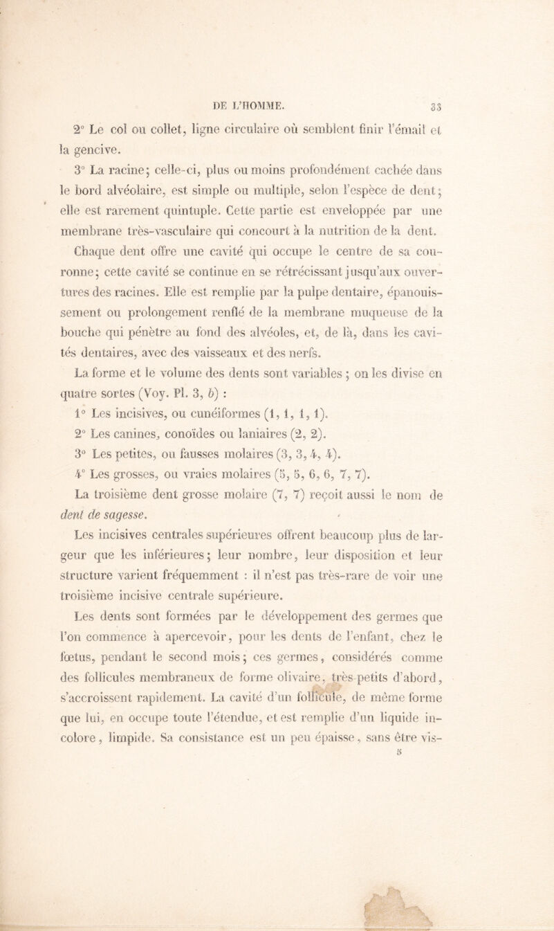 2“ Le coî ou collet, ligne circulaire où semblent finir rémail et la gencive. 3° La racine; celle-ci, plus ou moins profondément cachée dans le bord alvéolaire, est simple ou multiple, selon Fespèce de dent; elle est rarement quintuple. Cette partie est enveloppée par une membrane très-vasculaire qui concourt à la nutrition de la dent. Chaque dent offre une cavité qui occupe le centî'e de sa cou- ronne; cette cavité se contimie en se rétrécissant jusqu’aux ouver- tures des racines. Elle est remplie par la pulpe dentaire, épanouis- sement ou prolongement renflé de la membrane muqueuse de la boucbe qui pénètre au fond des alvéoles, et, de là, dans les cavi- tés dentaires, avec des vaisseaux et des nerfs. La forme et le volume des dents sont variables ; on les divise en quatre sortes (Voy, PL 3, b) : Les incisives, ou cunéiformes (1,1, 1,1). 2* Les canines, conoïdes ou laniaires (2, 2). 3*^ Les petites, ou fausses molaires (3, 3,4, 4). 4* Les grosses, ou vraies molaires (5, 5, 6, 6, T, 7), La troisième dent grosse molaire (7, 7) reçoit aussi le nom de déni de sagesse. Les incisives centrales supérieures offrent beaucoup plus de lar- geur que les inférieures; leur nombre, leur disposition et leur structure varient fréquemment : il n’est pas très-rare de voir une troisième incisive centrale supérieure. Les dents sont formées par le développement des germes que l’on commence à apercevoir, pour les dents de Fenfaot, chez le lœtus, pendant le second mois ; ces germes, considérés comme des follicules membraneux de forme olivaire, très-petits d’abord, s’accroissent rapidement. La cavité d’un foliîéule, de meme forme que lui, en occupe toute Féteiidue, et est remplie d’im liquide in- colore , limpide. Sa consistance est un peu épaisse, sans être vis-