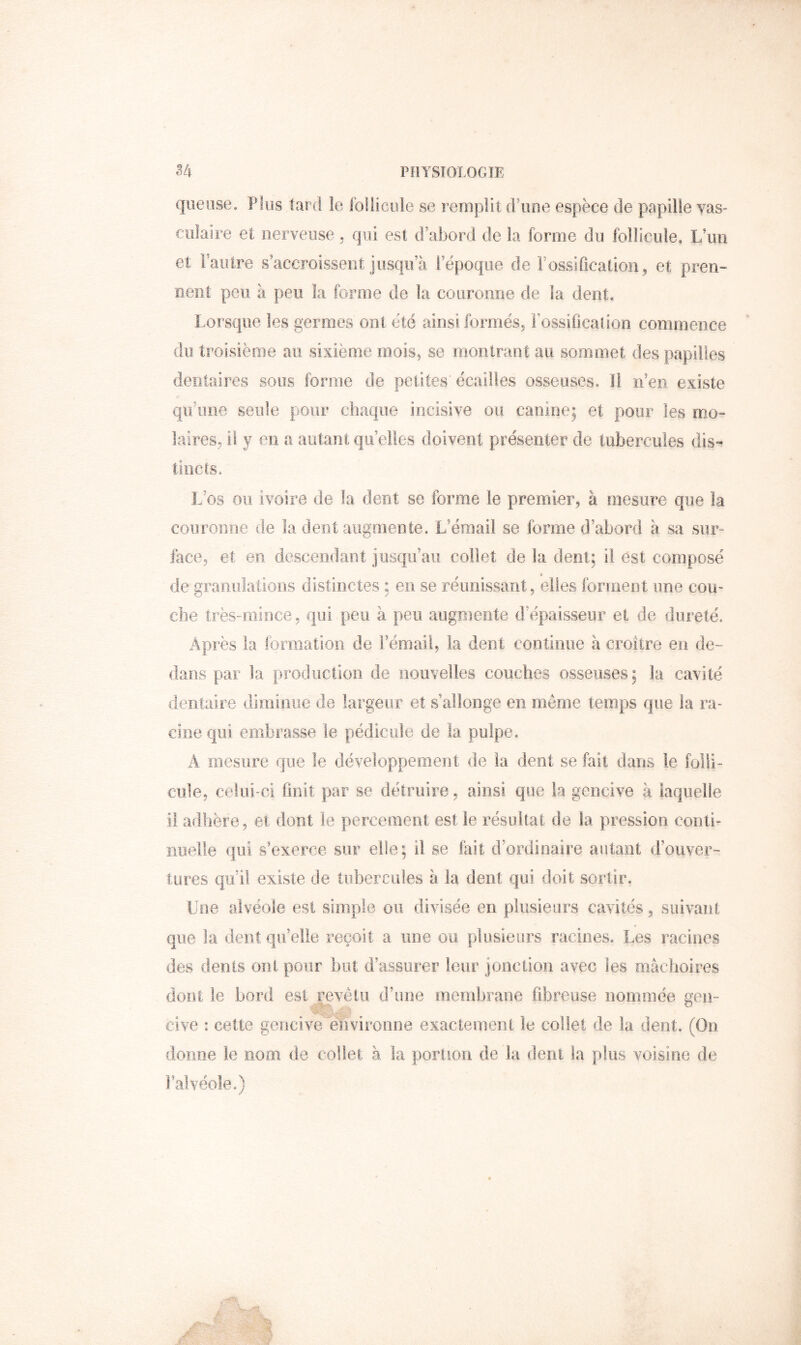 queiise. Plus tard le follicule se remplit (Pone espèce de papille vas- culaire et nerveuse , qui est d’abord de la forme du follicule. L’un et Fauire s’accroissent jusqu’à l’époque de Fossification, et pren- nent peu à peu la forme de la couronne de la dent. Lorsque les germes ont été ainsi formés, Fossification commence du troisième au sixième mois, se montrant au sommet des papilles dentaires sous forme de petites écailles osseuses. Il n’en existe qu’une seule pour chaque incisive ou canine; et pour les mo- laires, il y en a autant qu’elles doivent présenter de tubercules dis- tincls. L’os ou ivoire de la dent se forme le premier, à mesure que la conroiine de la dent aiigrnente. L’émail se forme d’abord à sa sur- face, et en descendant jusqu’au collet de la dent; il est composé * de granulations distinctes : en se réunissant, elles forment une cou- che très-mince, qui peu à peu augmente d’épaisseur et de dureté. Après la formation de Fémail, la dent continue à croître en de- dans par la production de iiouvelles couches osseuses; la cavité dentaire diminue de largeur et s’allonge en même temps que la ra- cine qui embrasse le pédicule de la pulpe. A mesure que le développement de la dent se fait dans le folii- ciile, celui-ci finit par se détruire, ainsi que la gencive à laquelle il adhère, et dont le percement est le résultat de la pression conti- nuelle qui s’exerce sur elle; il se lait d’ordinaire autant d’ouver- tures qu’il existe de tiibercufes à la dent qui doit sortir. Une alvéole est simple ou divisée en plusieurs cavités, suivant que la dent qu’elle reçoit a une ou plusieurs racines. Les racines des dents ont pour bot d’assurer leur jonction avec les mâchoires dont le bord est revôlii d’une membrane fibreuse nommée gen- cive : cette gencive éiivironne exactement le collet de la dent. (On donne le nom de collet à la portion de la dent la plus voisine de Falvéole.)