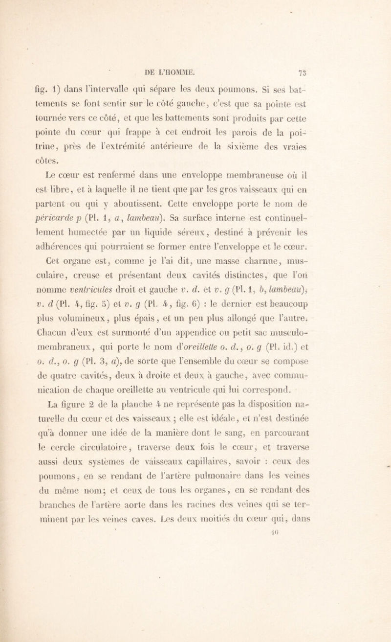 fig. 1) dans rintervalle qLii sépare les deux poiunons. Si ses bat- lemerUs se font senfir sur le côté gauche 5 c’est que sa pointe est loiirnéeYers ce côté, et que les battements sont produits par cette pointe du cœur qui frappe à cet endroit les parois de la poi^ trine, près de l’extrémité antérieure de la sixième des vraies côtes. Le cœur est renfermé dans une enveloppe membraneuse où i! est libre , et à laquelle il ne tient que par les gros vaisseaux qui en partent ou qui y aboutissent. Cette enveloppe porte le nom de péricarde P (PL 1, a, lamheaii). Sa surface interne est coiitirmeb- leinent luimeclée par un liquide séreux, destiné à prévenir tes adhérences qui pourraient se former entre Feoveloppe et le cœ/inx Cet organe est, comme je l’ai dit, une masse ciiarriiie, mus- culaire, creuse et présentant deux cavités distinctes, que Fou nomme ventricules droit et gauche v. d, qX v. g (PL 1, 5, lambeau)^ V, d (PL 4, fig. 5) et v. g (PL 4, fig. 6) : le dernier est beaucoup plus volumineux, plus épais, et un peu plus allongé que l’autre. Chacun d’eux est surmonté d’un appendice ou petit sac miiseiilo» membraneux, qui porte le nom iVoreiliede 0. d., 0. g (PL id.) et O. d., O. g (PL 3, n), de sorte que l’ensemble du cœur se compose de (jiiatre cavités, deux à droite et deux à gauche, avec commii- nicalion de chaque oreillette au ventricule qui lui correspond. La figure 2 de la planche 4 ne représente pas la disposition 11a turelle du cœur et des vaisseaux ; elle est idéale, et rfest destinée qu’a donner une idée de la manière dont le sang, en parcourant le cercle circulatoire, traverse deux fois le cœur, et traverse aussi deux systèmes de vaisseaux, capillaires, savoir : ceux des pou mous, en se rendant de Fartère pulmonaire dans les veines du même nom; et ceux de tous les organes, en se rendant des branches de Fartère aorte dans les racines des veines qui se ter- minent par les veines caves. Les deux moitiés du cœur qui, dans