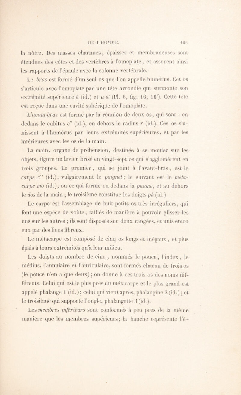 la noire. Des masses charnues, épaisses et inembraiieuses soni étendues des côtes et des vertèbres à l’omopiate, et assurent ainsi les rapports de répaiile avec la colonne vertébrale. Le bras est formé d’un seul os que l’on appelle hinoériis. Cet os s’articule avec l’omoplate par une tête arrondie qui surmonte son extrémité supérieure h (id.) et a 0/ (PL ih iO, 16’). Cette tête est reçue dans une cavité sphérique de i’omoplatc. L'avant bras est formé par la réimion de deux os, qui sont : en dedans le cubitus c” (id.), en dehors le radius r (kL). Ces os s’m nissent à rinunérus par leurs extrémités supérieures, et par les inférieures avec les os de la main. La main, organe de préhension, destinée a se mouler sur les objets, figure un levier brisé en vingt-sept os qui s’agglomèrent en trois groupes. Le premier, qui se joint à F avant-bras, est le carpe é' (kL), vulgairement le poignet; le suivant est le méia.- carpe ma (id.)^ ou ce qui forme en dedans la paumej et au dehors le dos de la main ; le troisième constitue les doigts ph (id.) Le carpe est l’assemblage de huit petits os très-irrégidiers, qui font une espèce de voûte, taillés de manière à pouvoir glisser les uns sur les autres ; ils sont disposés sur deux rangées, et unis entre eux par des liens fibreux. Le métacarpe est composé de cinq os longs et inégaux, et plus épais à leurs extrémités qu a leur milieu. Les doigts au nombre de cirK], nommés le pouce, l’index, le médius, i’ammlaire et l’auriculaire, sont formés chacun de trois os (le pouce n’en a que deux) ; ou dorme à ces trois os des noms dif- féreuts. Celui qui est le plus près du métacarpe et le plus grand est appelé phalange 1 (id.) ; celui qui vient après, phalangine 2 (id.) ; et le troisième qui supporte l’ongle, phalangette 3 (id.). Les membres inférieurs sont conformés k peu près de la même manière que les membres supérieurs; la hanche représente l’é-