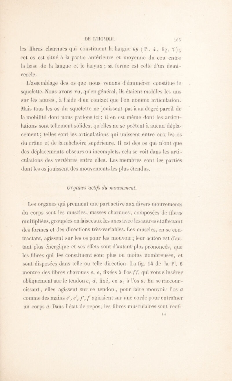 3)K î/ïiolîin:. ies fibres (3iiarimes qui coustitueiii h tau go o h y (Pl. 4, fig. 7)- cet os est situé à la partie antérieure et moyemie du cou entre la base de la langue et le larynx ; sa forme est celle crun demi- cercle. L’assemblage des os que nous venons fi’éniimérer constitue le squelette. Nous avons vu, qu’en général, ils étaient mobiles les uns sur les autres, à l’aide d’uîî contact que l’on nomiîie articiilalioo. Mais tous les os du squeieile ne jouisseiit pas à un degré pareil de la mobilité dont nous parlons ici ; il en est même dont les ariicii-' lations sont tellement solides, qu’elles ne se prêtent à aucun dépla- cement ; telles sont ies articulations qui unissent entre eux les os du crâne et de la mâchoire supérieure. Il est des os qui n’ont que des déplacements obscurs ou iricoraplels, cela se voit dans les arti- culations des vertèbres entre elles. Les membres sont les parties dont les os jouissent des mouvements les plus étendus. Organes actifs du mouvement Les organes qui prennent une part active aux divers inoiivements du corps sont les muscles, masses charnues, composées de fil.vres multipliées, groupées en faisceaux les unes avec les autres et affectant des formes et des directions très-variables. Les muscles, en se con- tractant, agissent sur les os pour les mouvoir ; leur action est d’au- tant plus énergique et ses effets sont d’aiuaiU plus prononcés, que les fibres qui les constituent sont plus ou moins nombreuses, et sont disposées dans telle ou telle direction, La fig. 1.4 de la PI, fi mont-fe des fibres cbariiues c, c, fixées à Fos f f qui vont s’insérer obliquement sur le tendon c, d, fixé, en n, à Fos n. Pni se raccour- cissant, elles agissent sur ce tendon, pour faire mouvoir Fos a comme des mains e% e\ f% f agiraient sur une corde pour entraîner im corps a. Dans Félat de repos, les fibres miiscufatres sont recti- •14