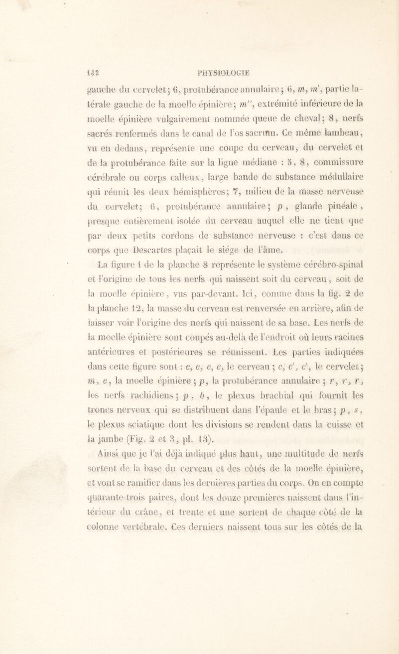 gaiîche (lu cerveietj G, protubérance aoiriilaire, G, m% partie la- térale gauche de la moelle épinière; nV% extrémité inférieure de la moelle épinière vulgairement nommée queue de cheval; 8, nerfs sacrés renfermés dans le canal de l’os sacrum. Ce même laniheau, vu en dedans, représente ime coupe do cerveau, du cervelet et de la protubérance faite sur la ligne médiane : 5, 8 , commissure cérébrale ou corps calleux, large bande de substance médullaire qui réunit les deux hémisphères; 7, milieu de la masse nerveuse du cervelet; G, protubérance annulaire; p , glande pinéale , presque entièrement isolée du cerveau auquel elle ne tient que par deux petits cordons de substance nerveuse : c’est dans ce corps que Descartes plaçait le siège de l’âme. La iiguî'e 1 de la planche 8 représente le système cérébro-spinal et rorigiiie de tous les nerfs qui naissent soit du cerveau, soit de la moelle épinière, vus par-devant. Ici, comme dans la üg. 2 de la. planche 12, la masse du cerveau est renversée en arrière, afin de laisser voir Forigioe des nerfs qui naissent de sa base. Les nerfs de la moelle épinière sont coupés au-delà de l’endroit où leurs racines antérieures et postérieures se réunissent. Les parties indiquées dans cette figure sont : c, c, c, c, le cerveau ; c, c\ c\ le cervelet; e, la riioelle épinière ; p, la protubérance aimuîaire ; r, les nerfs rachidiens ; p, 5, le plexus brachial qui fournit les troncs nervenx qui se distribuent dans l’épaule et le bras; p, cV, le plexus sciatique dont les divisions se rendent dans la cuisse et la jambe (Fig. 2 et 3, pL 13). Ainsi que je Fai déjà indique plus haut, une multitude de nerfs sortent de la base du cerveau et des côtés de la nioelle épinière, et vont se ramifier dans les dernières parties du corps. On en compte qUaiimte-irols paires, doni les douze premières naissent dans Fin- iérieur du crâne, et trente et une sortent de chaque côté de la colonne vertébrale. Ces derniers naissent tous sur les côtés de la