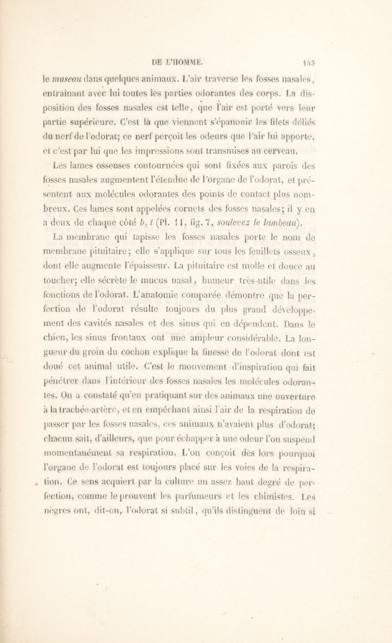 le museau dans quelques aiîiniaox. L’aii^ traverse les fosses nasales^ « entraînant avec loi toutes les parties odorantes des corps. La dis- * • position des fosses nasales est telle, que l’air est porté vers leur partie supérieure. C’est là que viennent s’épanouir les filets déliés du nerf de Fodorat; ce nerf perçoit les odeurs que i’air lui apporte, et c’est par lui que les impressions sont transmises au cerveau. Les lames osseuses contournées qui sont fixées aux parois des fosses nasales augmentent réteodiie de l’organe de Fodorat, et pré- sentent aux molécules odorantes des points de contact plus nom- breux. Ces lames sont appelées cornets des fosses nasales; il y en a deux de chaque côté ô, t (PL 1 i, fig. 7, soulevez le lambeau), La membrane qui tapisse les fosses nasales porte le nom de membrane pituitaire; elle s’applique sur ions les féiiillels osseux, dont elle augmente l’épaisseur. La pituitaire est molle et douce au toiiciier; elle sécrète le mucus nasal, humeur très-utile dans les fonctions de l’odorat. L’anatomie comparée démontre que la per- fectioii de Fodorat résulte toujours du plus grand développe- ment des cavités nasales et des sinus qui en dépendent. Dans le chien, les sinus frontaux ont une ampleur considérable. La lon- giieiir du groin du cochon explique la finesse de Fodorat dont est doué cet animal utile. C’est le mouvement d’inspii'atioîi qui fait pénétrer dans Fintérieur des fosses nasales les molécules odoran- tes. On a constaté qu’en pratiquant sur des animaux une ouverture à la trachée-arière, et en empêchant ainsi Fair de la respiration de passer par les fosses nasales, ces animaux ii’av[n.ent plus d’odorat; chacun sait, d’ailleurs, que pour échapper à une odeur Fou suspend momentanément sa respiration. L’on conçoit dès lors pourquoi l’organe de Fodorat est toujours placé sur les voies de la respira- tion. Ce sens acquiert par la culture un assez haut degré de per- fection, comme le prouvent les parlimieiirs et les chimistes. Les nègres ont, {lit-on, Fodorat si subtil, qu’ils distinguent de loin si