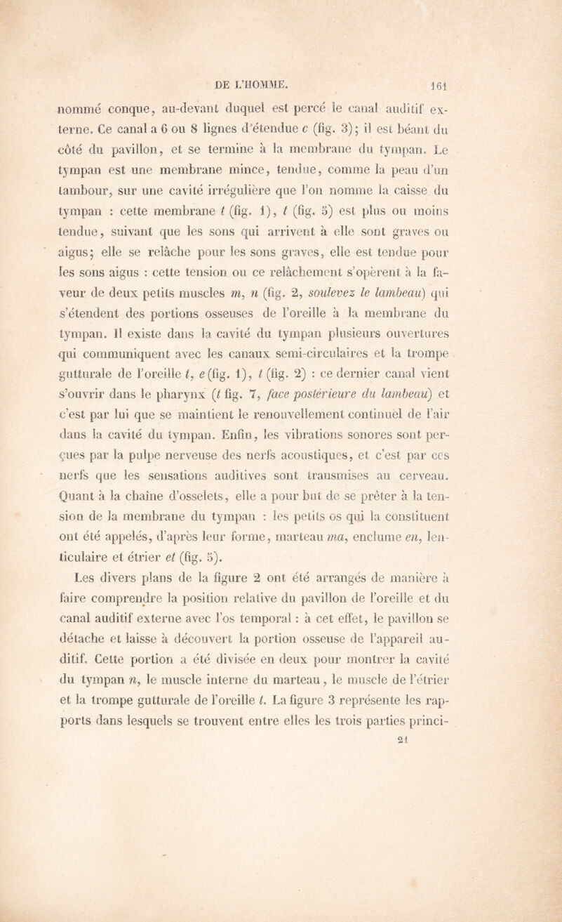 nommé conque, au-devani duquel est percé le canal auditif ex- terne. Ce canal a 0 ou 8 lignes d'étendue c (fig. 3); il est béant du côté du pavillon, et se termine à la membrane du tympan. Le tympan est une membrane mince, tendue, comme la peau d’un tambour, sur une cavité irrégulière que Ton nomme îa caisse du tympan : cette membrane t (fig. 1), ^ (fig. 5) est plus ou moins tendue, suivant que les sons qui arrivent à elle sont graves ou aigus; elle se relâche pour les sons graves, elle est tendue pour les sons aigus : cette tension ou ce relâcliemenl s’opèrent à la fa- veur de deux petits muscles m, n (fig. 2, soulevez le lambeau) qui s’étendent des portions osseuses de l’oreille à la membrane du tympan. Il existe dans la cavité du tympan plusieurs ouvertures qui communiquent avec les canaux senii-ciiculalres et la trompe gutturale de l’oreille t, ^(fig. i), t (fig. 2) : ce dernier canal vient s’ouvrir dans le pharynx (t fig, 7, face postérieure du lambeau) et c’est par lui que se maintient le renoiivellenient continuel de l’air dans la cavité du tympan. Enfin, les vibrations sonores sont per- çues par fa pulpe nerveuse des nerfs acoustiques, et c’est par ccs nerfs que les sensations auditives sont transmises au cerveau. Quant à la chaîne d’osselets , elle a pour but de .se prêter à la ten- sion de la membrane du tympan : les petits os qui la coiisiituent ont été appelés, d’après leur forme, marteau ma, eocluiïie eiij len- ticulaire et étrier et (fig. 5). Les divers plans de la figure 2 ont été arrangés de manière à faire comprendre la position relative du pavillon de l’oreille et du canal auditif externe avec Fos temporal : à cet effet, le pavillon se détache et laisse à découvert la portion osseuse de l’appareil au- ditif. Cette portion a été divisée en deux pour montrer la cavité du tympan n, le muscle interne du marteau, le muscle de Fétrier et la trompe gutturale de l’oreille t, La figure 3 représente les rap- ports dans lesquels se trouvent entre elles les trois parties priiici- 21