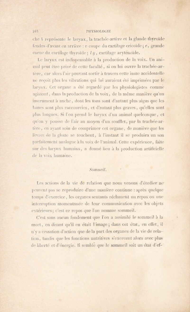 ciie i représente le larynx, la trachée-artère et la glande thyroïdif fendus d’avant en arîière : v coupe du cartilage cricoïde; c, grande corne du cartilage thyroïde ; Ig^ cartilage aryténoïde. Le larynx est indispensable h la prodoction de la voix. Un ani- mal peut être privé de cette faculté , si on lui ouvre la trachée-ar- tère, car alors l’air pouvant sortir a travers cette issue accidentelle ne reçoit plus les vibrations €|iîi lui auraient été imprimées par le larynx. Cet organe a été regardé par les [physiologistes comme agissant, dans la production de la voix, de la même manière qn’un instrimien!; h anche, dont les tons sont d’autant pliis aigus que les lames sont plus raccourcies, et d’autant plus graves, qu’elles sont plus iongiies. Si l’on prend le larynx d’un animal quelconque, el qu’on y pousse de Fair au moyen d’un soufflet, par la trachée-ar- lère, en ayant soin de comprimer cet organe, de manière que les lèvres de la glotte se touchent, à Finstant il se produira un son parlailement analogue à la voix de l/animal. Cette expérience, faite sur des larynx humains, a donné lieu à la production artificielle de la voix immalne. Soinmeil. Les actions de la vie de relation que nous venons d’étudier ne peuvent pas se reproduire d’une manière continue : après quelque temps (Fexercice, les organes sentants réclament on repos ou une interruption moiiientanée de leur communication avec les objets exlérieors; c’est ce repos que Foo nomme sommeil. C’est sans aucun fondement que Fou a assimilé le sommeil à la mort, en disant qu’il en était l’image; dans cet état, en effet, i! iFy a cessation d’action que de la part des organes de la vie de rela- tion, tandis que les fonctions niilritives s’exercent alors avec [plus de liberté et d’énergie. Il semble que-le soiimiei! soit un état d’ef-