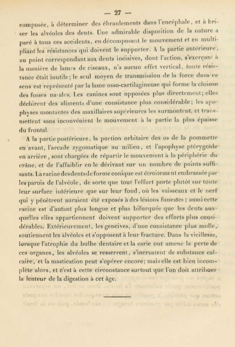 composée, à déterminer des ébranlements dans l’encéphale, et a bri- ser les alvéoles des dents. Une admirable disposition de la nature a paré à tous ces accidents, en décomposant le mouvement et en multi- pliant les résistances qui doivent le supporter. A la partie antérieure, au point correspondant aux dents incisives, dont 1 action, s exerçant à la manière de lames de ciseaux, n’a aucun effet vertical, toute résis- tance était inutile; le seul moyen de transmission de la lorce dans ce sens est représenté par la lame osso-cartilagineuse qui loi me la cloison des fosses natales. Les canines sont opposées plus directement; elles déchirent des aliments d’une consistance plus considérable; les apo- physes montantes des maxillaires supérieures les surmontent, et trans- mettent sans inconvénient le mouvement à la partie la plus épaisse du frontal. A la partie postérieure, la portion orbitaire des os de la pommette en avant, l’arcade zygomatique au milieu, et l’apophyse ptérygoïde en arrière, sont chargées de répartir le mouvement à la périphérie du crâne, et de l’affaiblir en le dérivant sur un nombre de points suffi- sants. La racine desdentsde forme conique est étroitement embrassée par les parois de l’alvéole, de sorte que tout l’effort porte plutôt sur toute leur surface intérieure que sur leur fond, où les vaisseaux et le nerf qui y pénètrent auraient été exposés à des lésions funestes; aussi cette racine est d’autant plus longue et plus bifurquée que les dents aux- quelles elles appartiennent doivent supporter des efforts plus consi- dérables. Extérieurement, les gencives, d’une consistance plus molle,, soutiennent les alvéoles et s’opposent à leur fracture. Dans la vieillesse, lorsque l’atrophie du bulbe dentaire et la carie ont amené la perle de ces organes, les alvéoles se resserrent, s’incrustent de substance cal- caire, et la mastication peut s’opérer encore; mais elle est bien incom- plète alors, et c’est à cette circonstance surtout que l’on doit attribuer la lenteur de la digestion à cet âge.