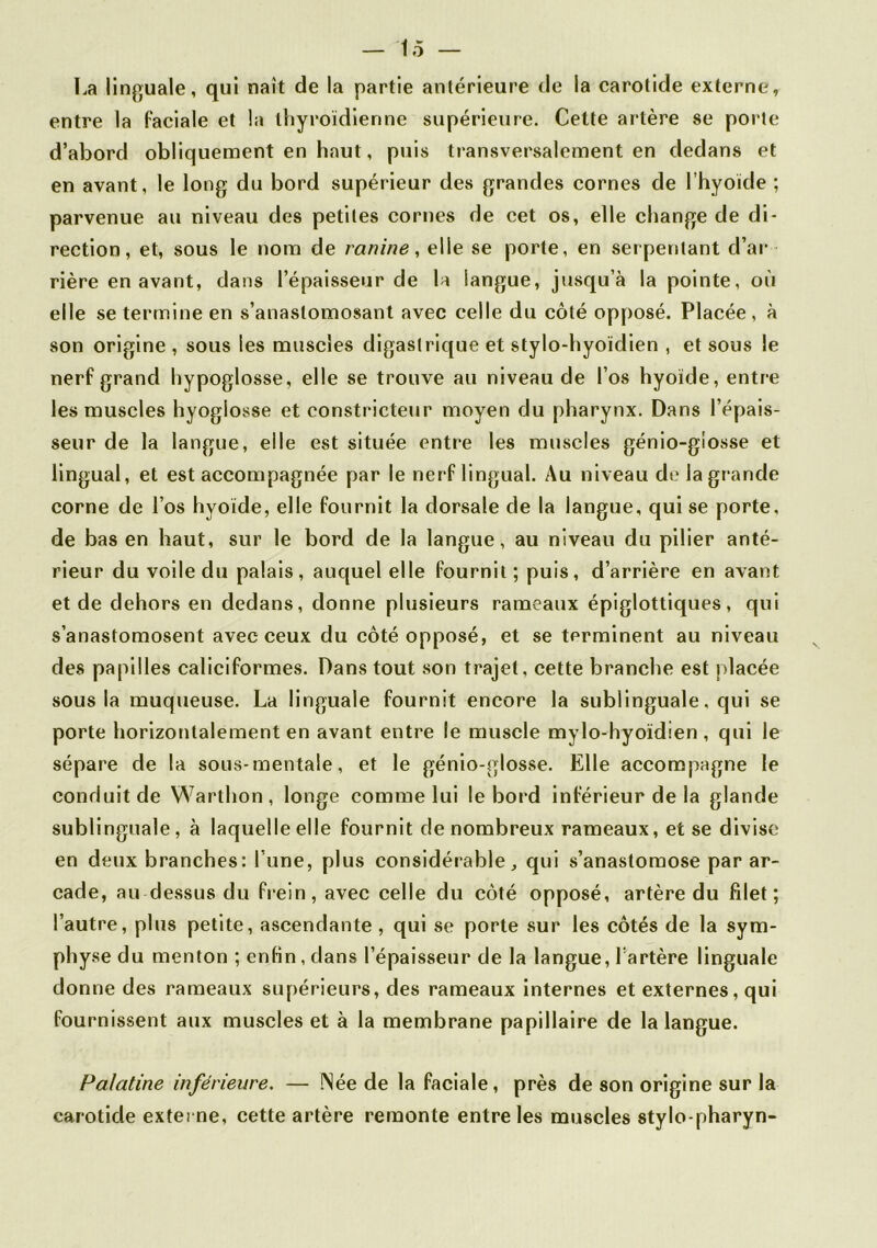 La linguale, qui naît de la partie antérieure de la carotide externe, entre la faciale et la thyroïdienne supérieure. Cette artère se porte d’abord obliquement en haut, puis transversalement en dedans et en avant, le long du bord supérieur des grandes cornes de l’hyoïde ; parvenue au niveau des petites cornes de cet os, elle change de di- rection, et, sous le nom de ranine, elle se porte, en serpentant d’ar rière en avant, dans l’épaisseur de la langue, jusqu’à la pointe, où elle se termine en s’anastomosant avec celle du côté opposé. Placée, à son origine , sous les muscles digastrique et stylo-hyoïdien , et sous le nerf grand hypoglosse, elle se trouve au niveau de l’os hyoïde, entre les muscles hyogiosse et constricteur moyen du pharynx. Dans l’épais- seur de la langue, elle est située entre les muscles génio-gîosse et lingual, et est accompagnée par le ner f lingual. Au niveau de la grande corne de l’os hyoïde, elle fournit la dorsale de la langue, qui se porte, de bas en haut, sur le bord de la langue, au niveau du pilier anté- rieur du voile du palais, auquel elle fournil; puis, d’arrière en avant et de dehors en dedans, donne plusieurs rameaux épiglottiques, qui s’anastomosent avec ceux du côté opposé, et se terminent au niveau des papilles caliciformes. Dans tout son trajet, cette branche est placée sous la muqueuse. La linguale fournit encore la sublinguale, qui se porte horizontalement en avant entre le muscle mylo-hyoïdien , qui le sépare de la sous-mentale, et le génio-glosse. Elle accompagne le conduit de Warthon, longe comme lui le bord inférieur de la glande sublinguale, à laquelle elle fournit de nombreux rameaux, et se divise en deux branches: l’une, plus considérable, qui s’anastomose par ar- cade, au dessus du frein, avec celle du côté opposé, artère du filet; l’autre, plus petite, ascendante , qui se porte sur les côtés de la sym- physe du menton ; enfin, dans l’épaisseur de la langue, l’artère linguale donne des rameaux supérieurs, des rameaux internes et externes, qui fournissent aux muscles et à la membrane papillaire de la langue. Palatine inférieure. — Née de la faciale, près de son origine sur la carotide externe, cette artère remonte entre les muscles stylo-pharyn-
