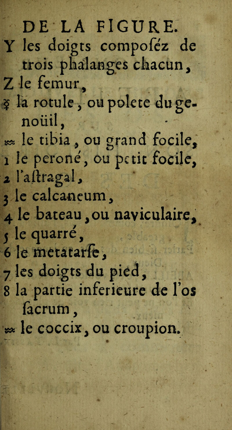 DE LA FIGURE. Y les doigts compofcz de trois phaiaages chacun, Z le fémur, ^ la rotule, ou pôle te du ge- noüil, s«s le tibia, ou grand focile, 1 le péroné, ou petit focile, 2 l’artragal, 3 le calcanéum, 4 le bateau,ou naviculaire, j le quarré, 6 le metatariè, 7 les doigts du pied, 8 la partie inferieure de l’os facrum, s« le coceix, ou croupion.