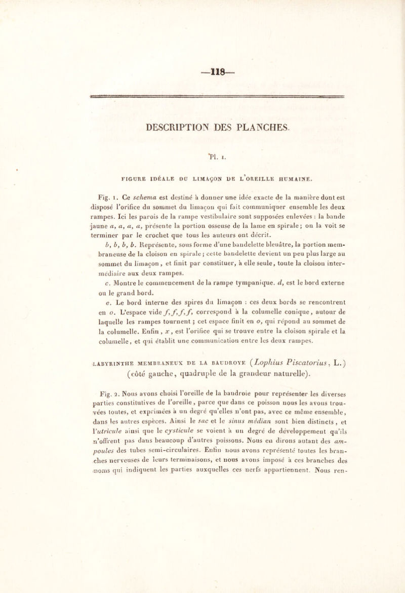 —118 DESCRIPTION DES PLANCHES. ■pi. i. FIGURE IDÉALE DU LIMAÇON DE l’oREILLE HUMAINE. Fig. i. Ce schéma est destiné à donner une idée exacte de la manière dont est disposé Forifice du sommet du limaçon qui fait communiquer ensemble les deux rampes. Ici les parois de la rampe vestibulaire sont supposées enlevées : la bande jaune a, a, a, «, présente la portion osseuse de la lame en spirale; on la voit se terminer par le crochet que tous les auteurs ont décrit. b, b, b, b. Représente, sous forme d’une bandelette bleuâtre, la portion mem- braneuse de la cloison en spirale ; cette bandelette devient un peu plus large au sommet du limaçon, et finit par constituer, a elle seule, toute la cloison inter- médiaire aux deux rampes. c. Montre le commencement de la rampe tympanique. d} est le bord externe ou le grand bord. e. Le bord interne des spires du limaçon : ces deux bords se rencontrent en o. L’espace vide correspond a la columelle conique, autour de laquelle les rampes tournent ; cet espace finit en o, qui répond au sommet de la columelle. Enfin , x, est l’orifice qui se trouve entre la cloison spirale et la columelle, et qui établit une communication entre les deux rampes. LABYRINTHE MEMBRANEUX DE LA BÀUDROYE (LopïliuS PisCdlOViuS , L.) (côté gauche, quadruple de la grandeur naturelle). Fig. 2. Nous avons choisi l’oreille de la baudroie pour représenter les diverses parties constitutives de l’oreille , parce que dans ce poisson nous les avons trou- vées toutes, et exprimées â un degré qu’elles n’ont pas, avec ce même ensemble, dans les autres espèces. Ainsi le sac et le sinus médian sont bien distincts , et Yutricule ainsi que le cysticule se voient a un degré de développement qu’ils n’offrent pas dans beaucoup d’autres poissons. Nous en dirons autant des am- poules des tubes semi-circulaires. Enfin nous avons représenté toutes les bran- ches nerveuses de leurs terminaisons, et nous avons imposé a ces branches des «noms qui indiquent les parties auxquelles ces nerfs appartiennent. Nous ren-