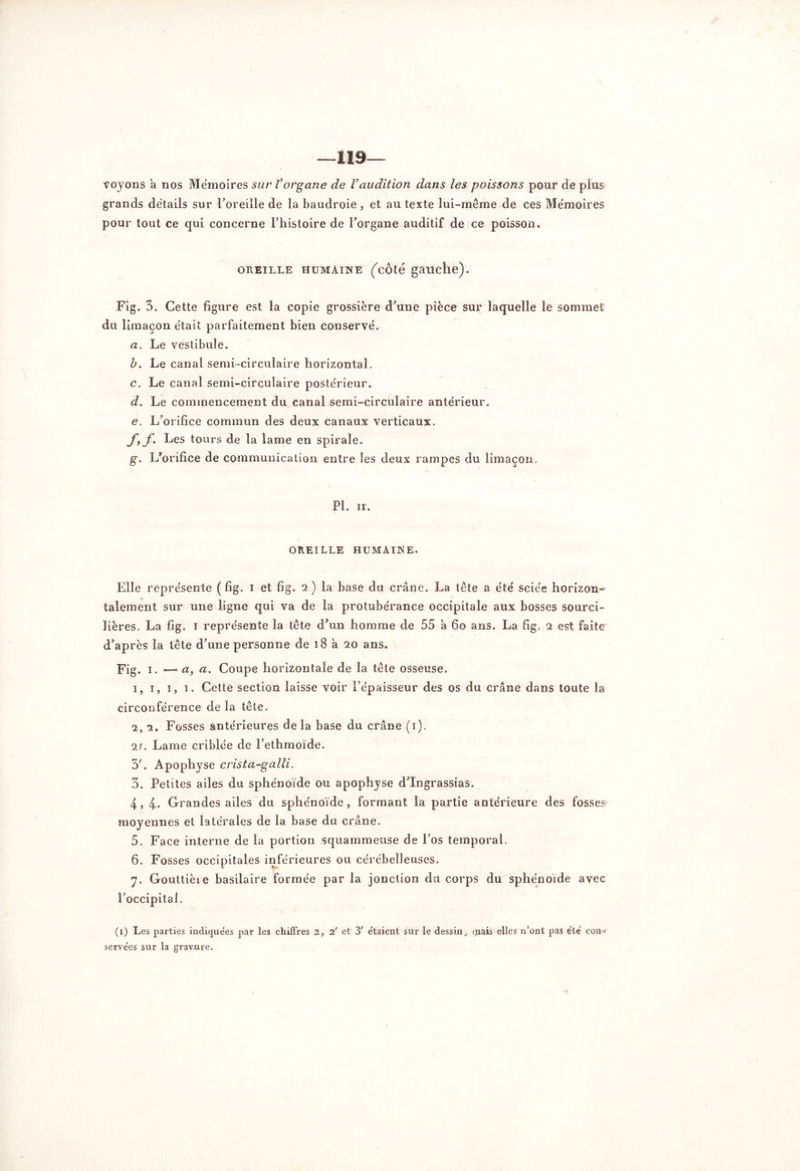 —119- Voyons a nos Mémoires sur Vorgane de l’audition dans les poissons pour de plus grands détails sur l'oreille de la baudroie , et au texte lui-même de ces Mémoires pour tout ce qui concerne l’histoire de l'organe auditif de ce poisson. oreille humaine (côté gauche). Fig. 3. Cette figure est la copie grossière d'une pièce sur laquelle le sommet du limaçon était parfaitement bien conservé. a. Le vestibule. b. Le canal serai-circulaire horizontal. c. Le canal semi-circulaire postérieur. d. Le commencement du canal semi-circulaire antérieur. e. L'orifice commun des deux canaux verticaux. fy f. Les tours de la lame en spirale. g. L’orifice de communication entre les deux rampes du limaçon. PI. n. OREILLE HUMAINE. Elle représente ( fig. i et fig. 2) la base du crâne. La tête a été sciée horizon- talement sur une ligne qui va de la protubérance occipitale aux bosses sourci- lières. La fig. 1 représente la tête d'un homme de 55 à 60 ans. La fig. 2 est faite d’après la tête d’une personne de 18 a 20 ans. Fig. 1. —* a, a. Coupe horizontale de la tête osseuse. 1. 1, 1, 1. Cette section laisse voir l’épaisseur des os du crâne dans toute la circonférence de la tête. 2. 2. Fosses antérieures delà base du crâne (1). ir. Lame criblée de l'ethmoïde. 3'. Apophyse crista-galli. 3. Petites ailes du sphénoïde ou apophyse d'Ingrassias. 4. 4- Grandes ailes du sphénoïde, formant la partie antérieure des fosses moyennes et latérales de la base du crâne. 5. Face interne de la portion squammeuse de l’os temporal. 6. Fosses occipitales inférieures ou cérébelleuses. 7. Gouttière basilaire formée par la jonction du corps du sphénoïde avec l’occipital. (1) Les parties indique’es par les chiffres 2, 2' et 3' e'taient sur le dessin, tuais elles n’ont pas e'té eon~ serve'es sur la gravure.