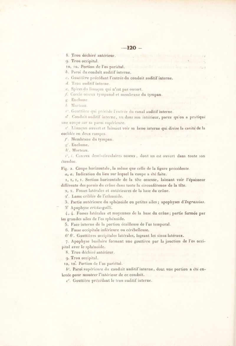 120 - 8. Trou déchiré antérieur. -> g. Trou occipital. 1 JO, io. Portion de Tos pariétal. » b. Pa roi du conduit auditif interne. c. Gouttière précédant l’entrée du conduit auditif interne. d Trou auditif interne. e. Spires du limaçon qui nJest pas ouvert. f. Cercle osseux tympanal et membrane du tympan. g. Enclume. h Marteau. c'. Gouttière qui précède [ entrée du canal auditif interne d Conduit auditif interne, vu dans son intérieur, parce qu on a pratiqué une coupe sur sa paroi supérieure. e' Limaçon ouvert et laissant voir sa lame interne qui divise la cavité de la cochlée en deux rampes. f. Membrane du tympan. g'. Enclume. h'. Marteau. i', i. Canaux demi-circulaires osseux, dont un est ouvert dans toute son étendue. Fig. i. Coupe horizontale, la même que celle de la figure précédente cl, a. Indication du lieu sur lequel la coupe a été faite. 1. i, i, i. Section horizontale de la tête osseuse, laissant voir Pépaisseur différente des parois du crâne dans toute la circonférence de la tête. 2. 2. Fosses latérales et antérieures de la base du crâne. ■2f. Lame criblée de l’eihmoïde. 3. Partie antérieure du sphé/ioïde ou petites ailes ; apophyses d’Ingrassias. 3' Apophyse cvista-galli. 4. 4- Fosses latérales et moyennes de la base du crâne; partie formée par les grandes ailes de Los sphénoïde. 5. Face interne de la portion écailleuse de l’os temporal. 6. Fosse occipitale inférieure ou cérébelleuse. 6' 6b Gouttières occipitales latérales, logeant les sinus latéraux. 7. Apophyse basilaire formant une gouttière par la jonction de l’os occi- pital avec le sphénoïde. 8. Trou déchiré antérieur, g. Trou occipital. io, 10*. Portion de l'os pariétal, b'. Paroi supérieure du conduit auditif interne, dont une portion a été en- levée pour montrer l’intérieur de ce conduit. c’. Gouttière précédant le trou auditif interne.