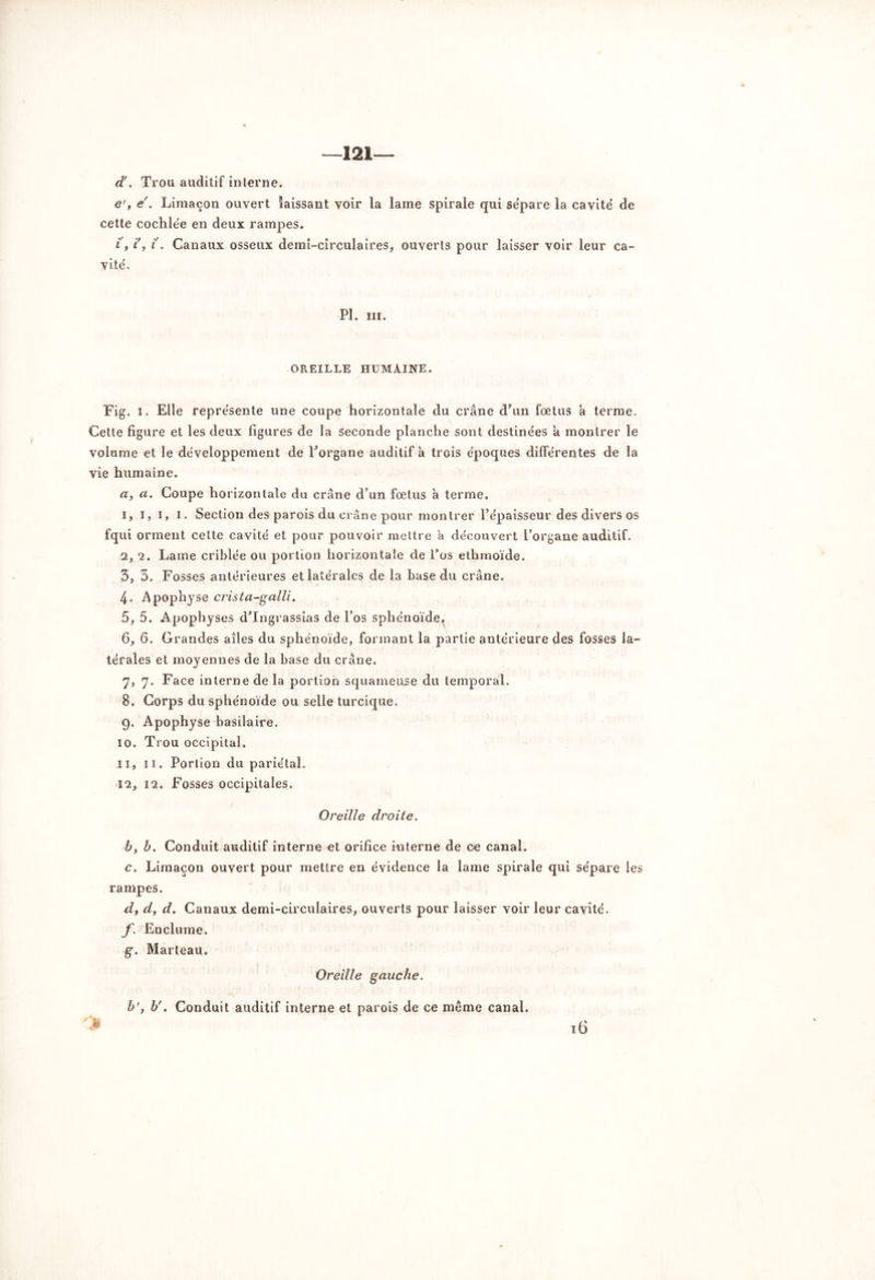 —121— d!. Trou auditif interne. e', e . Limaçon ouvert laissant voir la lame spirale qui sépare la cavité de cette cochlée en deux rampes. ï, iry ï. Canaux osseux demi-circulaires, ouverts pour laisser voir leur ca- vité. PL in. OREILLE HUMAINE. Fig. i. Elle représente une coupe horizontale du crâne d'un fœtus à terme. Cette figure et les deux figures de la seconde planche sont destinées a montrer le volume et le développement de Porgane auditif a trois époques différentes de la vie humaine. а, a. Coupe horizontale du crâne d’un fœtus à terme. 1, I, i, i. Section des parois du crâne pour montrer l’épaisseur des divers os fqui orment celte cavité et pour pouvoir mettre a découvert l’organe auditif. 2, 2. Lame criblée ou portion horizontale de Los ethmoïde. 3, 3. Fosses antérieures et latérales de la base du crâne. 4, Apophyse crista-galli, 5, 5. Apophyses d’Ingrassias de l’os sphénoïde^ б, 6. Grandes ailes du sphénoïde, formant la partie antérieure des fosses la- térales et moyennes de la base du crâne. y, y. Face interne de la portion squameuse du temporal. 8. Corps du sphénoïde ou selle turcique. 9. Apophyse basilaire. 10. Trou occipital. 11. 11. Portion du pariétal. 12. 12. Fosses occipitales. Oreille droite. b, b. Conduit auditif interne et orifice interne de ce canal. c. Limaçon ouvert pour mettre en évidence la lame spirale qui sépare les rampes. dy dy d. Canaux demi-circulaires, ouverts pour laisser voir leur cavité. f. Enclume. g. Marteau. Oreille gauche. h', b'. Conduit auditif interne et parois de ce même canal. > 16