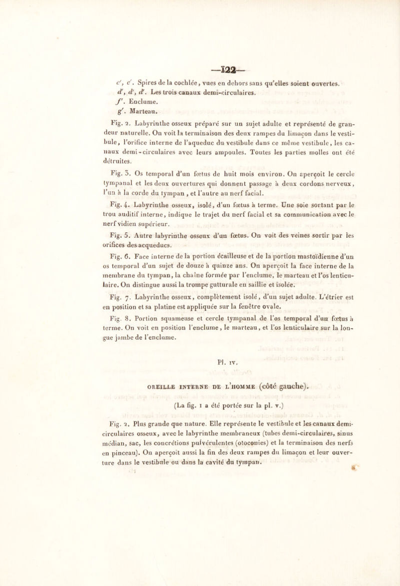 —122— c', cr. Spires de la coclilée, vues en dehors sans qu'elles soient ouvertes. d', d', d'. Les trois canaux demi-circulaires. f. Enclume. g'. Marteau. Fig. 2. Labyrinthe osseux préparé sur un sujet adulte et représenté de gran- deur naturelle. On voit la terminaison des deux rampes du limaçon dans le vesti- bule, l’orifice interne de l’aqueduc du vestibule dans ce même vestibule, les ca- naux demi - circulaires avec leurs ampoules. Toutes les parties molles ont été détruites. Fig. 3. Os temporal d’un foetus de huit mois environ. On aperçoit le cercle tympanal et les deux ouvertures qui donnent passage a deux cordons nerveux, l’un h la corde du tympan , et l’autre au nerf facial. Fig. 4. Labyrinthe osseux, isolé, d’un fœtus a terme. Une soie sortant par le trou auditif interne, indique le trajet du nerf facial et sa communication avec le nerf vidien supérieur. Fig. 5. Autre labyrinthe osseux d’un fœtus. On voit des veines sortir par les orifices des acqueducs. Fig. 6. Face interne de la portion écailleuse et de la portion mastoïdienne d’un os temporal d’un sujet de douze a quinze ans. On aperçoit la face interne de la membrane du tympan, la chaîne formée par l’enclume, le marteau et l’os lenticu- laire. On distingue aussi la trompe gutturale en saillie et isolée. Fig. 7. Labyrinthe osseux, complètement isolé, d’un sujet adulte. L’étrier est en position et sa platine est appliquée sur la fenêtre ovale. Fig. 8. Portion squameuse et cercle tympanal de l’os temporal d’un fœtus à terme. On voit en position l’enclume, le marteau, et l’os lenticulaire sur la lon- gue jambe de l’enclume. PI. IV. OREILLE INTERNE DE LHOMME (cÔ'té gaudle). (La fig. I a été portée sur la pl. v.) Fig. 2, Plus grande que nature. Elle représente le vestibule et les canaux demi- circulaires osseux, avec le labyrinthe membraneux (tubes demi-circulaires, sinus médian, sac, les concrétions pulvérulentes (otoconies) et la terminaison des nerfs en pinceau). On aperçoit aussi la fin des deux rampes du limaçon et leur ouver- ture dans le vestibule ou dans la cavité du tympan. -